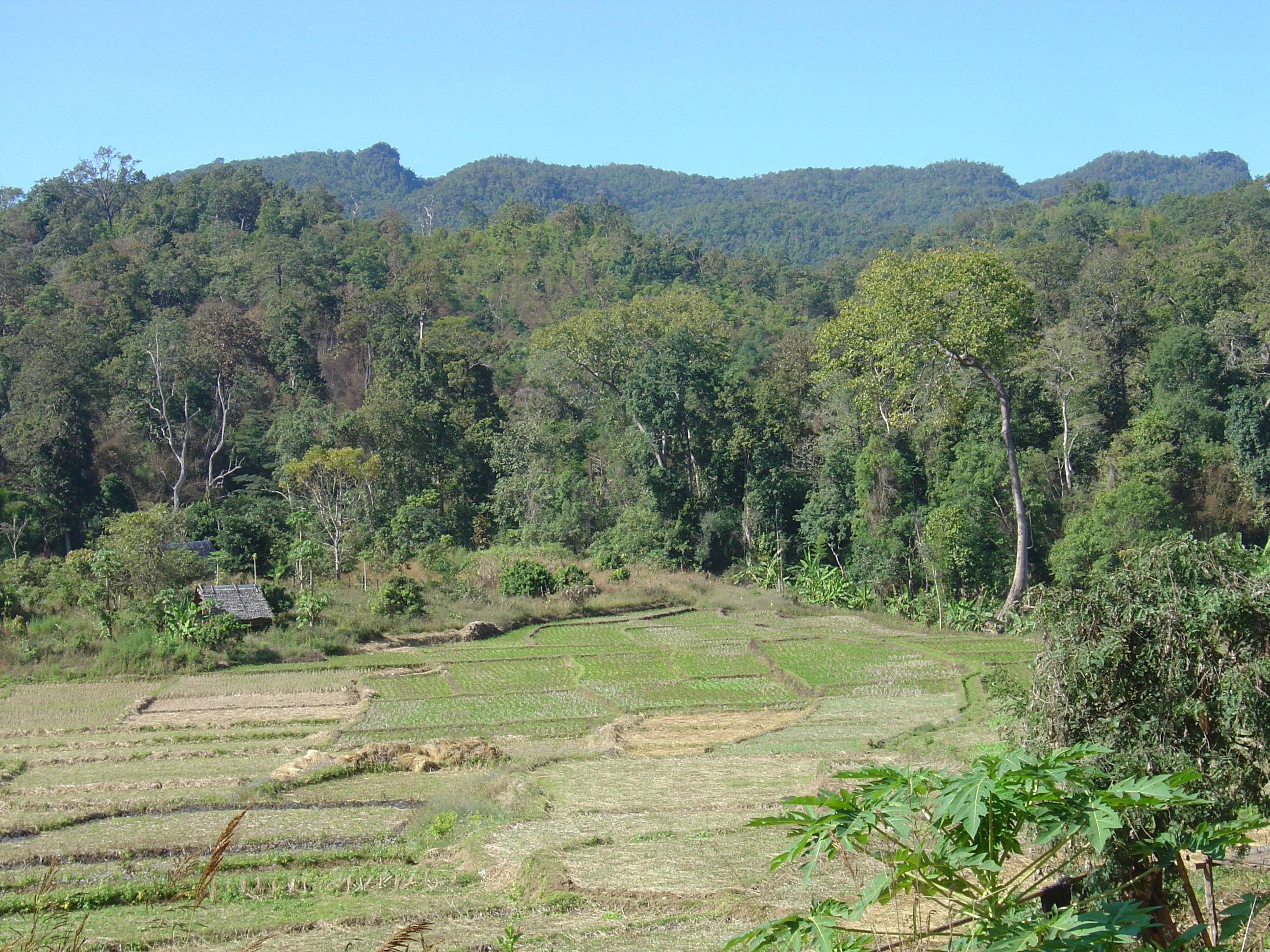 รูปถ่าย ไทย(Thailand) ปางมะผ้า(Pang Mapha) 2005-12 12