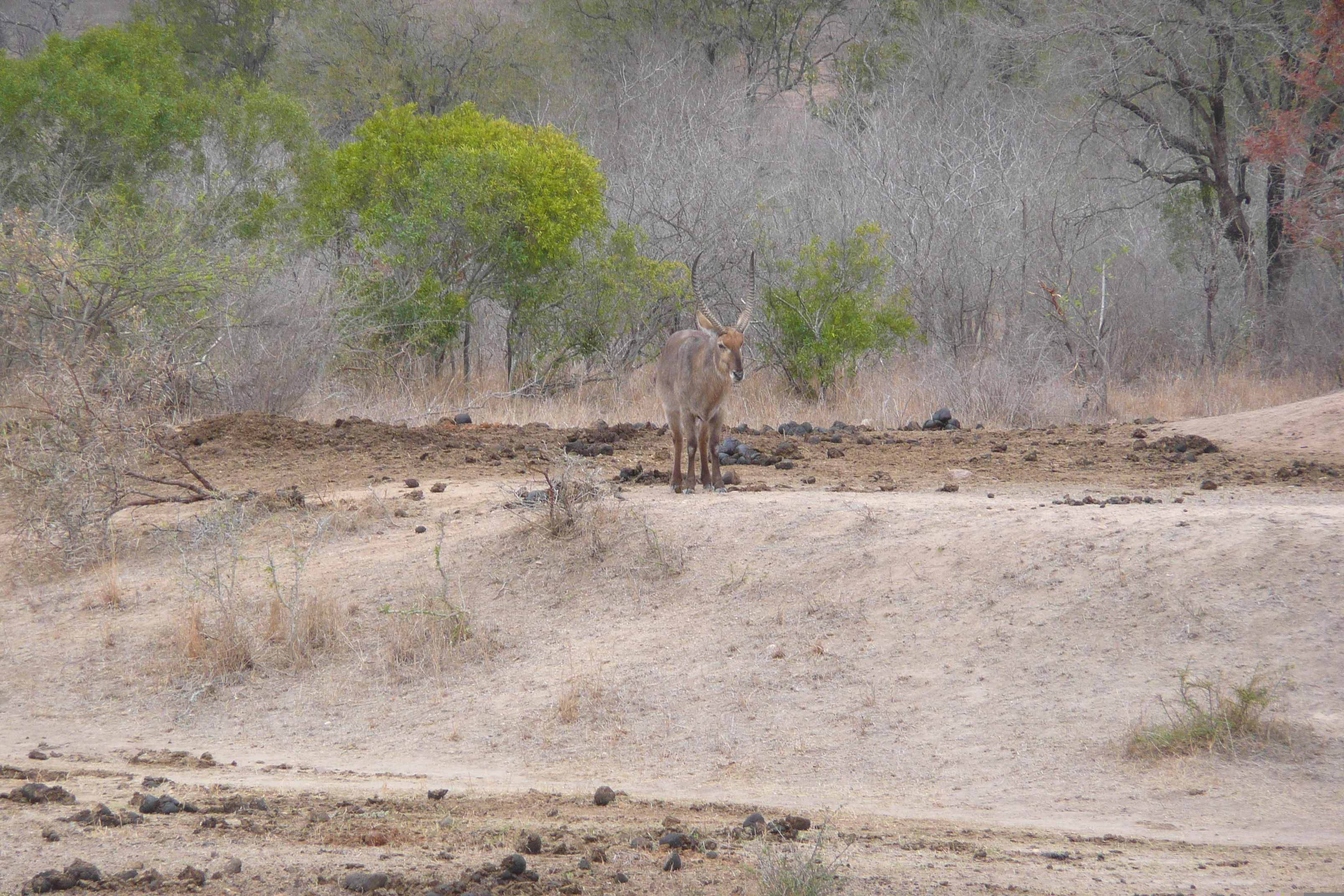 รูปถ่าย แอฟริกาใต้(South Africa) อุทยานแห่งชาติครูเกอร์(Kruger National Park) มปอนโด(Mpondo) 2008-09 26