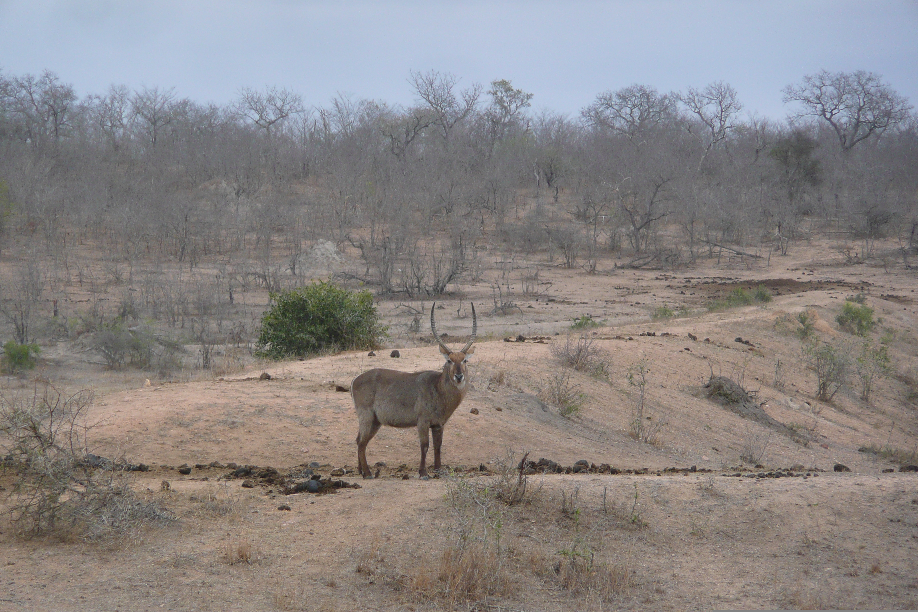 รูปถ่าย แอฟริกาใต้(South Africa) อุทยานแห่งชาติครูเกอร์(Kruger National Park) มปอนโด(Mpondo) 2008-09 21