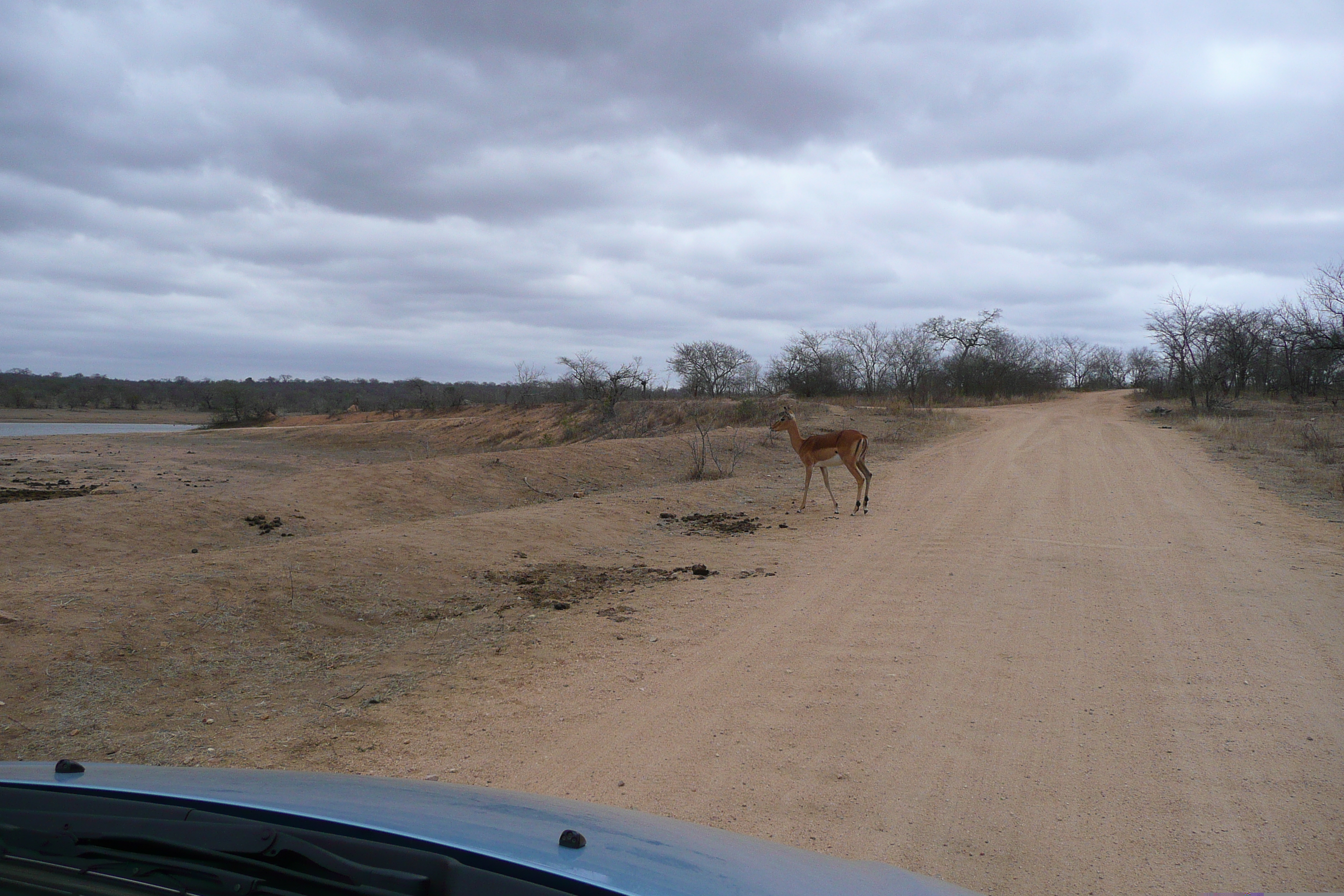 รูปถ่าย แอฟริกาใต้(South Africa) อุทยานแห่งชาติครูเกอร์(Kruger National Park) มปอนโด(Mpondo) 2008-09 13