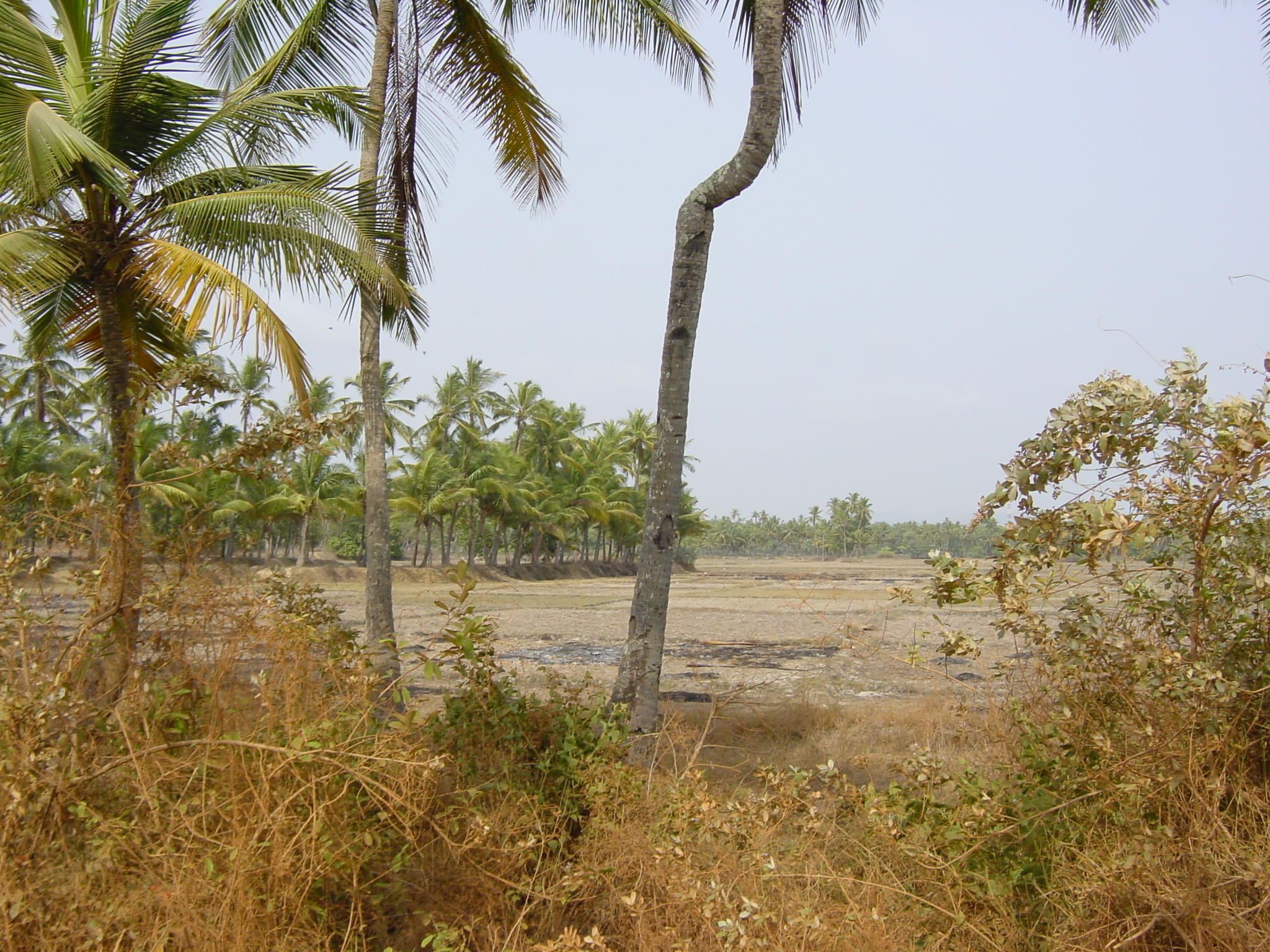 รูปถ่าย อินเดีย(India) กัว(Goa) 2003-05 52