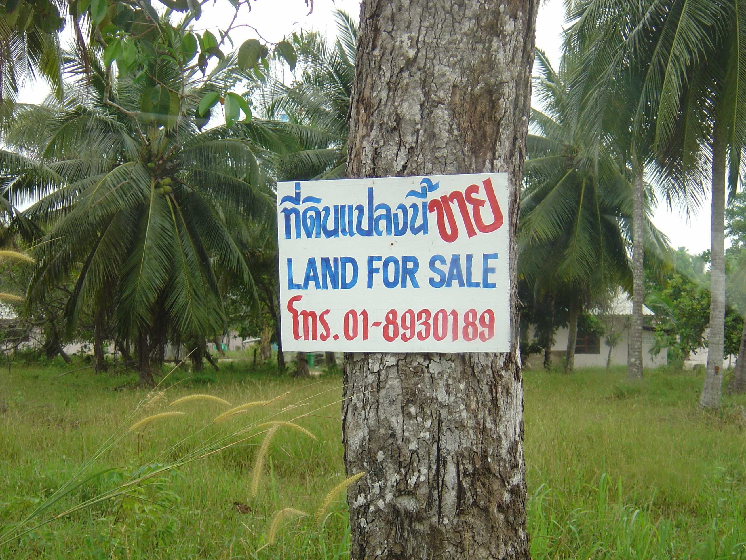 รูปถ่าย ไทย(Thailand) เขาหลัก(Khao Lak) หาดบางสัก(Bang Sak Beach) 2005-12 15