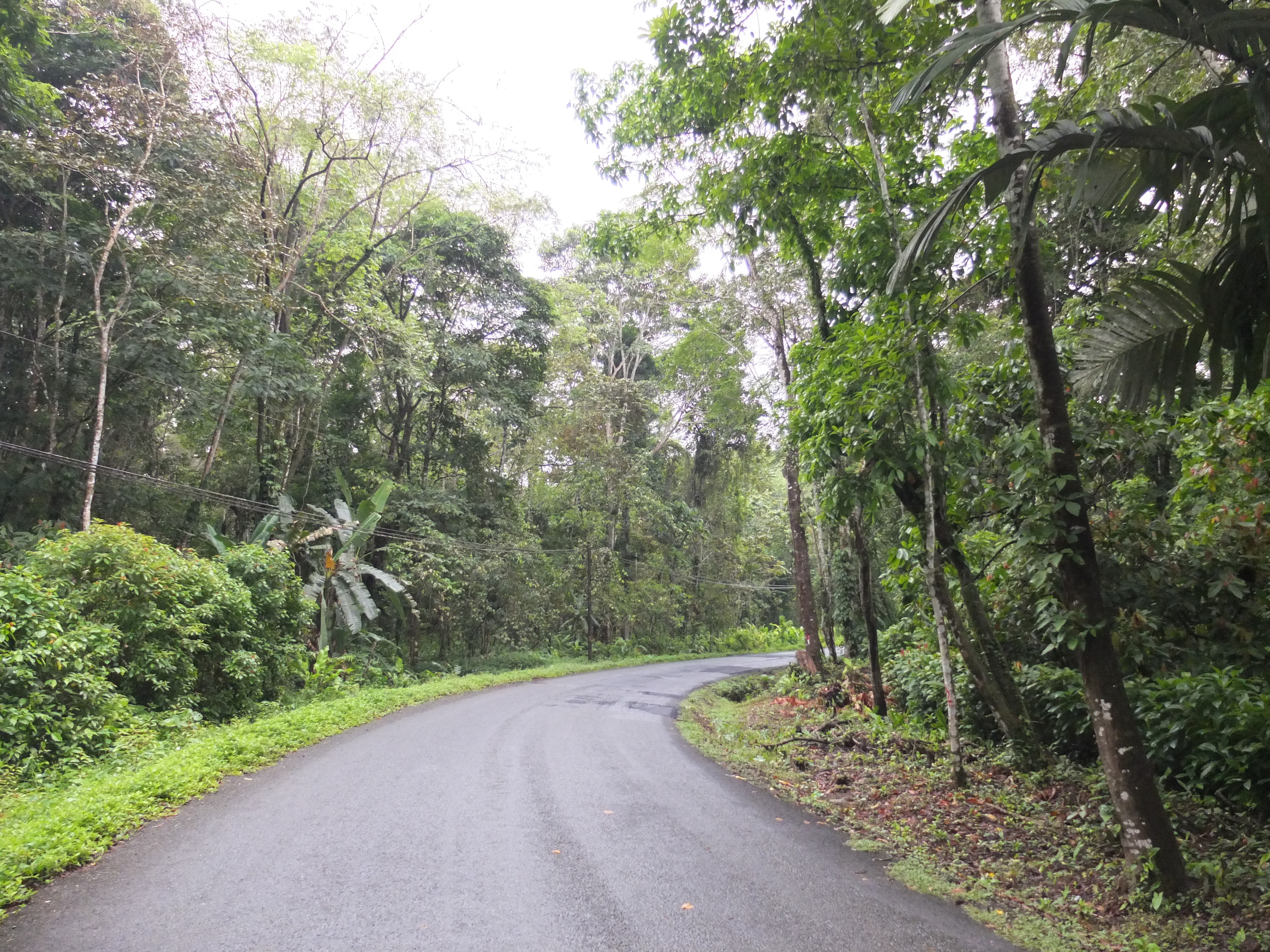 รูปถ่าย คอสตาริกา(Costa Rica) ปวยร์โตเบียโฆเดตาลามังกา(Puerto Viejo de Talamanca) 2015-03 46