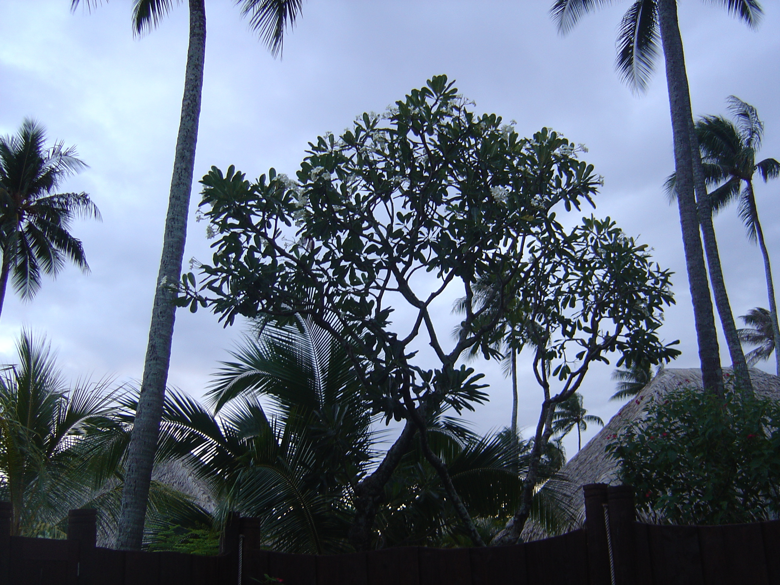 รูปถ่าย เฟรนช์โพลี่นีเซีย(Polynesia) มูเรีย(Moorea) โรงแรมเพิร์ลรีสอร์ต(Pearl Resort Hotel) 2006-04 2