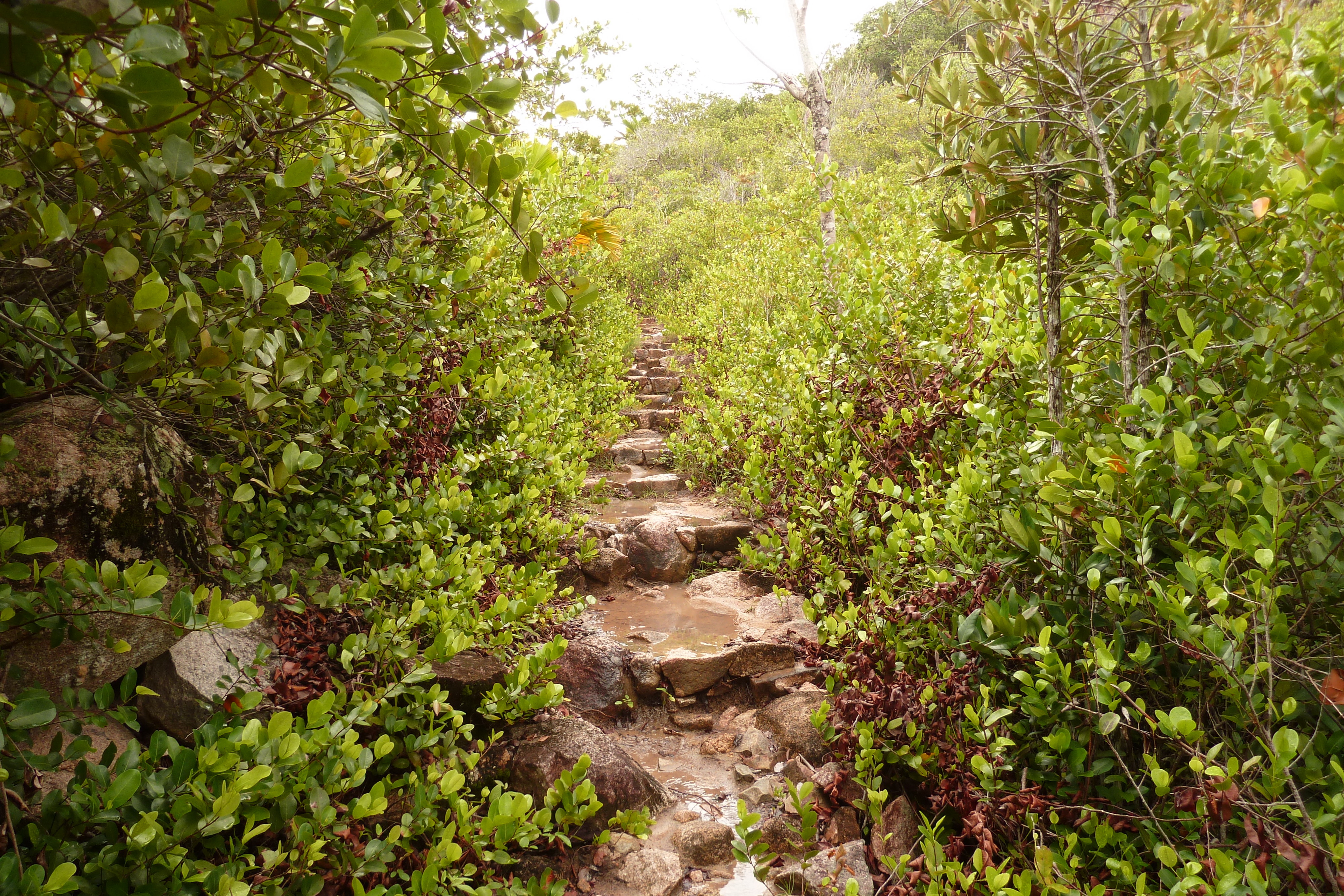 รูปถ่าย เซเชลส์(Seychelles) เกาะกูรีเยิซ(Curieuse) 2011-10 8