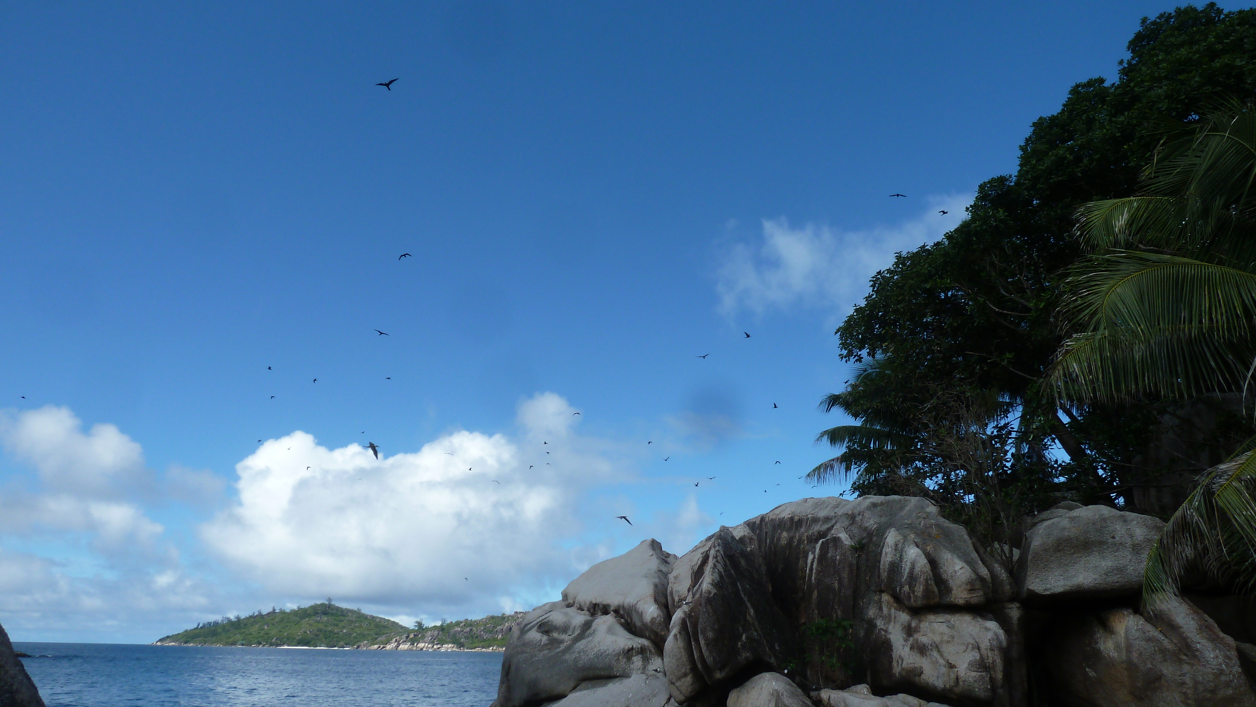 รูปถ่าย เซเชลส์(Seychelles) เกาะโกโก้(Coco Island) 2011-10 16