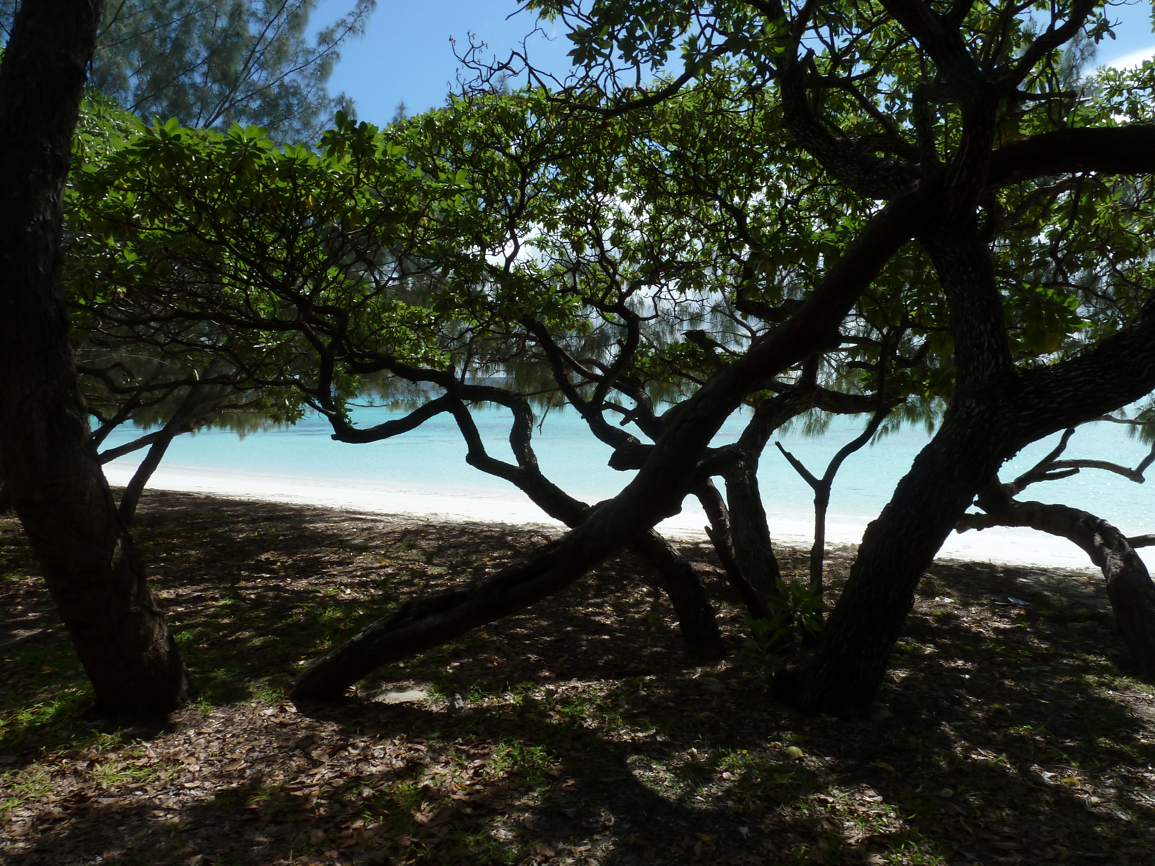 รูปถ่าย นิวแคลิโดเนีย(New Caledonia) เกาะลีฟู(Lifou) หาดลูเอ็งโกนี(Luengoni Beach) 2010-05 33