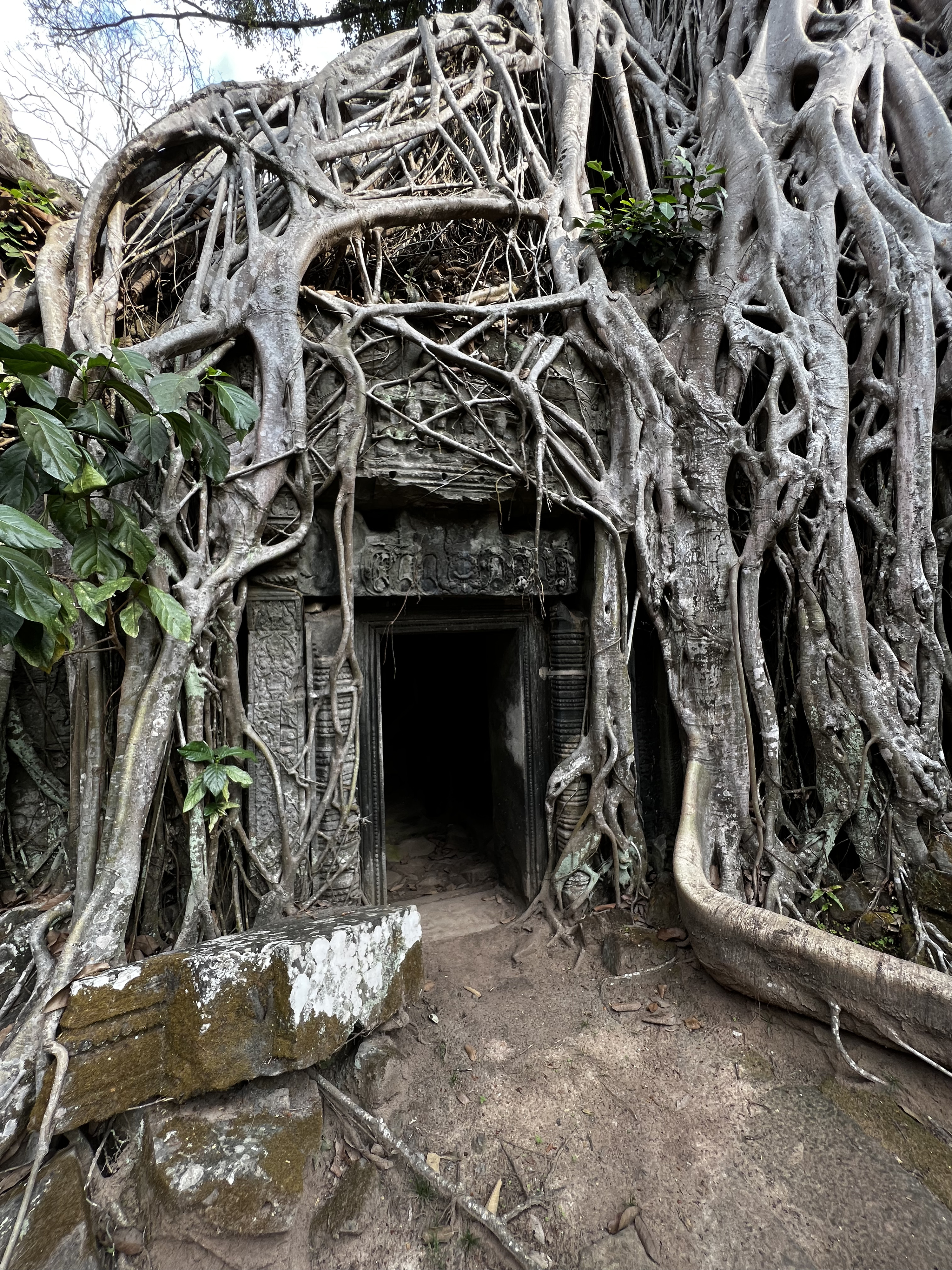 รูปถ่าย กัมพูชา(Cambodia) เสียมราฐ(Siem Reap) ปราสาทตาพรหม(Ta Prohm) 2023-01 29