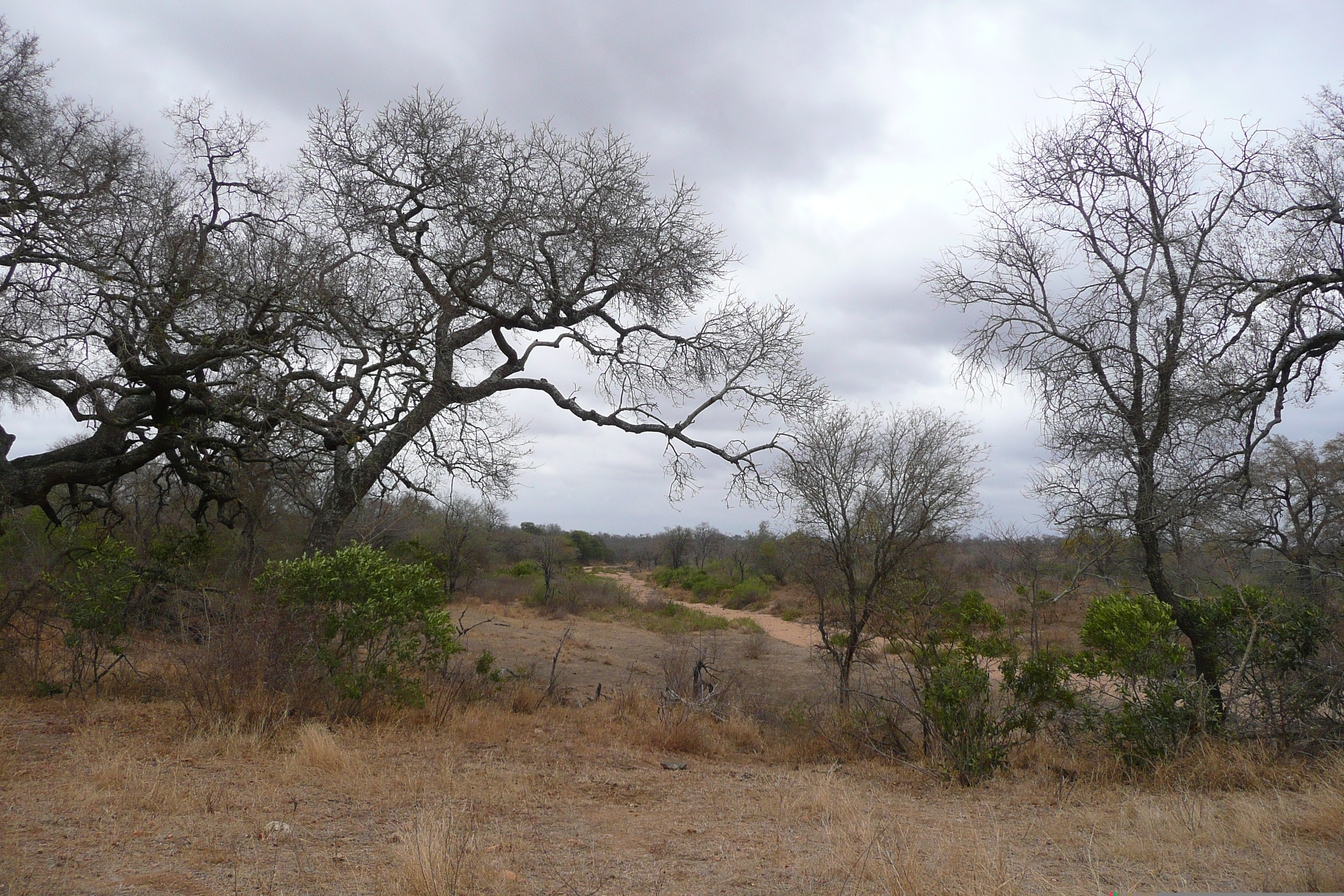 รูปถ่าย แอฟริกาใต้(South Africa) อุทยานแห่งชาติครูเกอร์(Kruger National Park) 2008-09 172