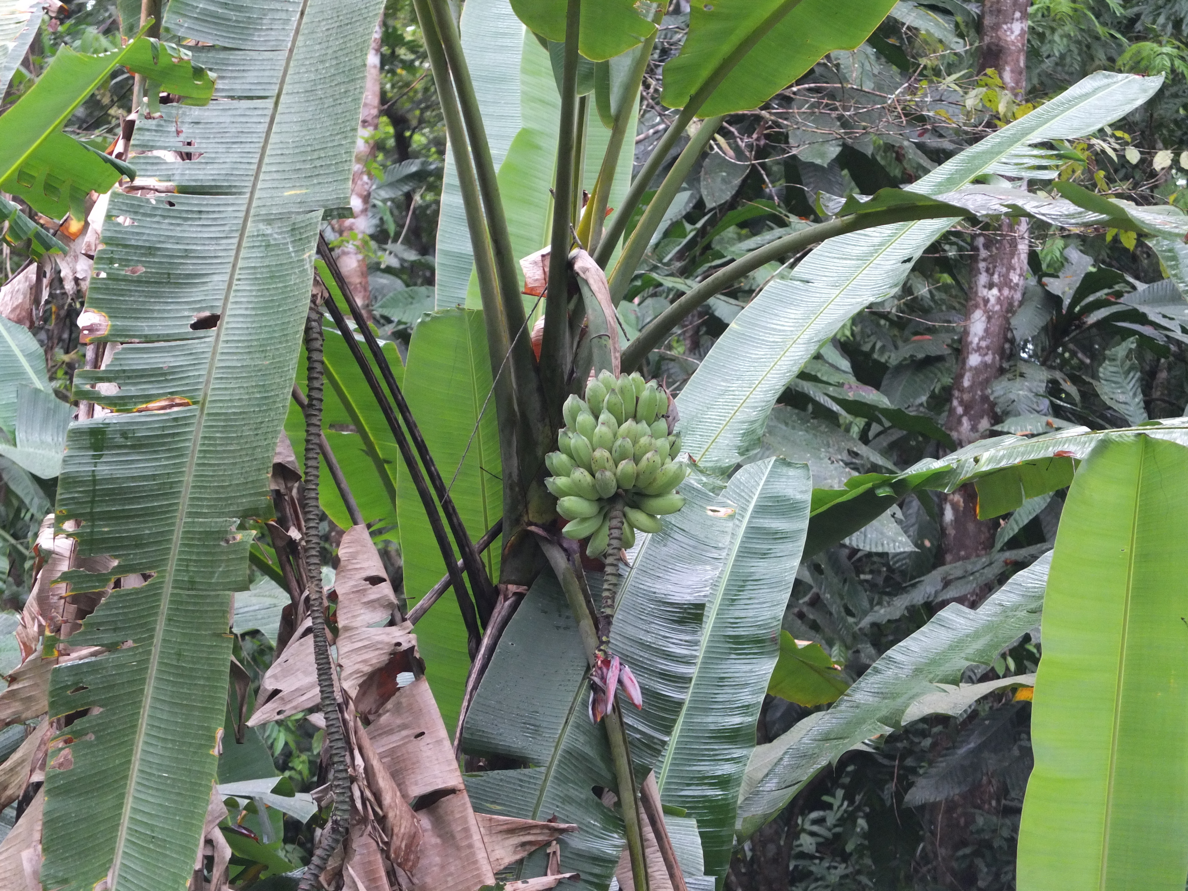 รูปถ่าย คอสตาริกา(Costa Rica) ปวยร์โตเบียโฆเดตาลามังกา(Puerto Viejo de Talamanca) 2015-03 136