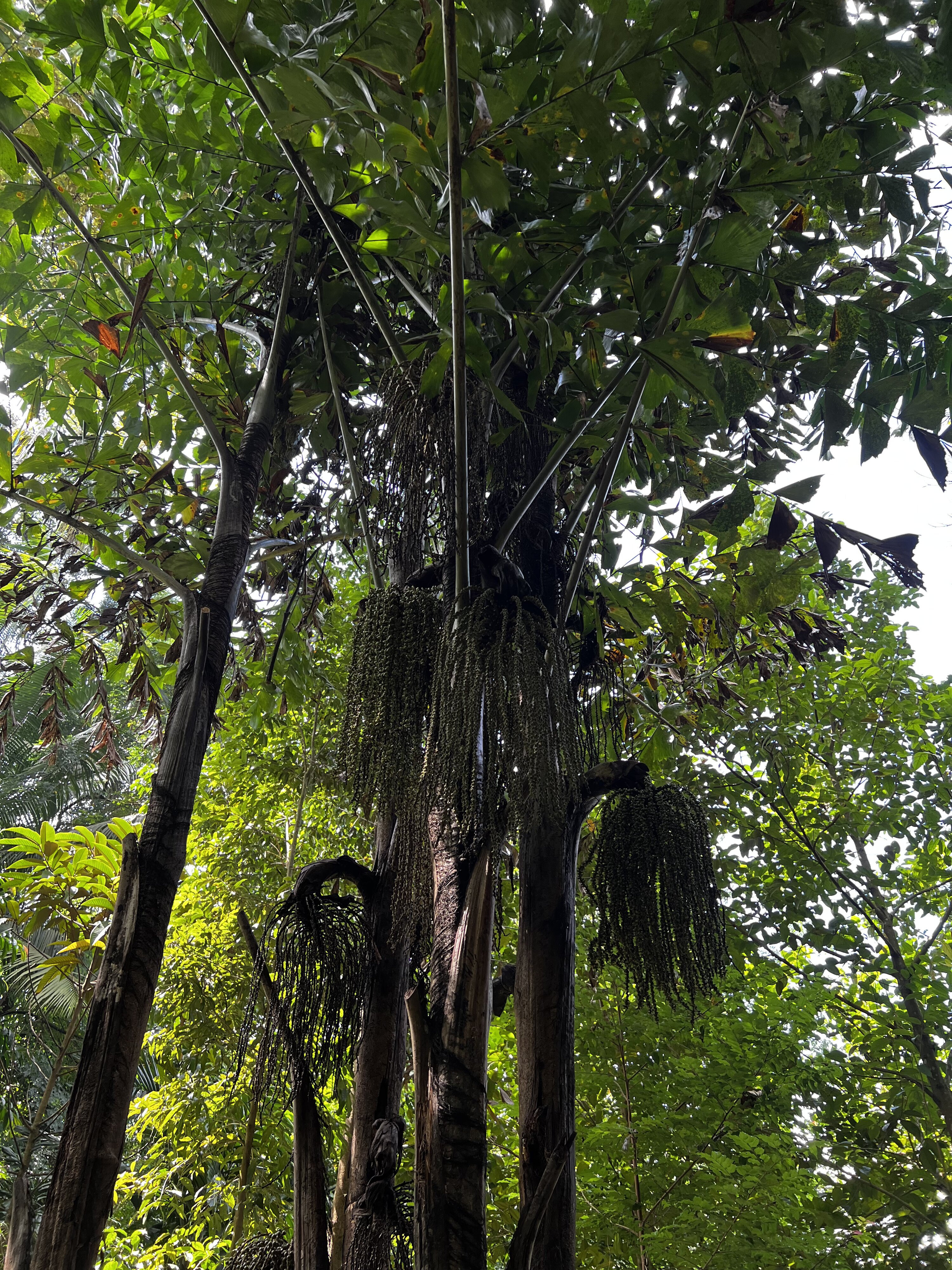 รูปถ่าย สิงคโปร์(Singapore) สวนพฤกษศาสตร์สิงคโปร์(Singapore Botanic Gardens) 2023-01 36
