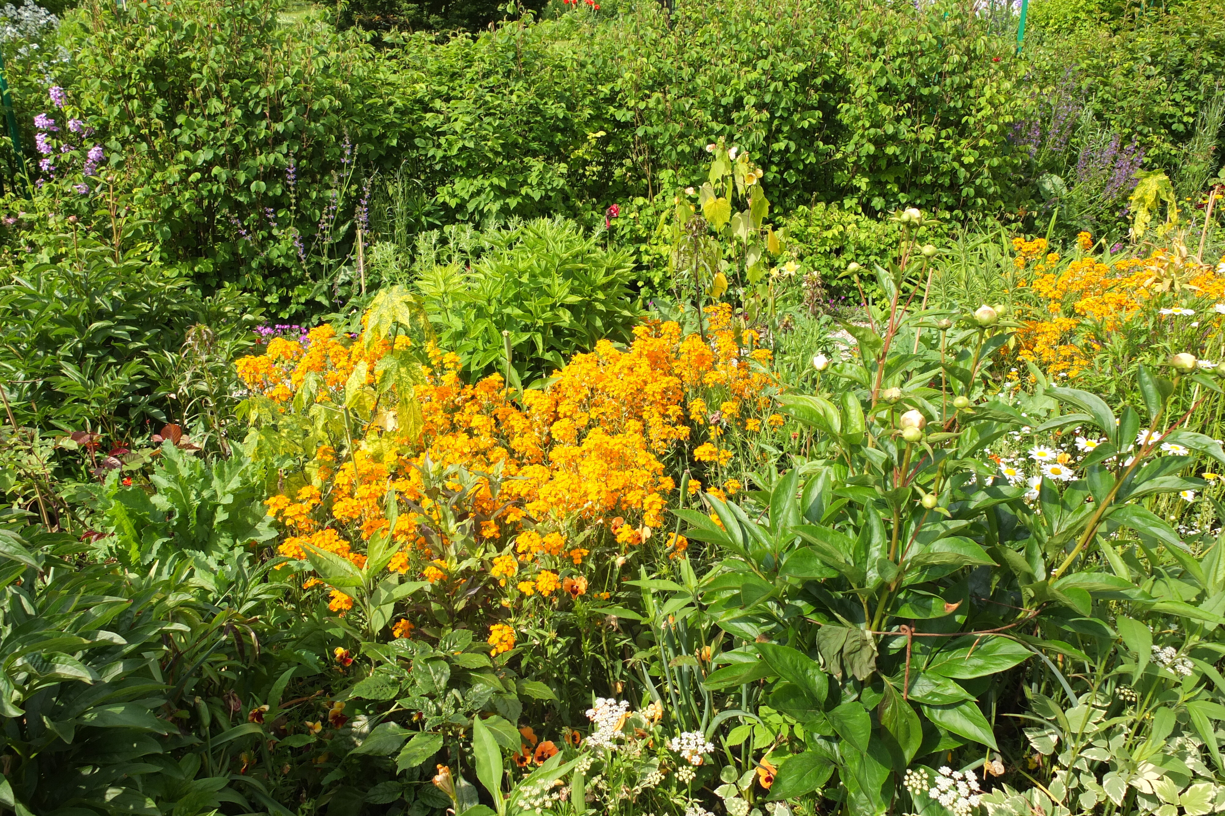 รูปถ่าย ฝรั่งเศส(France) ฌีแวร์นี(Giverny) 2013-06 112