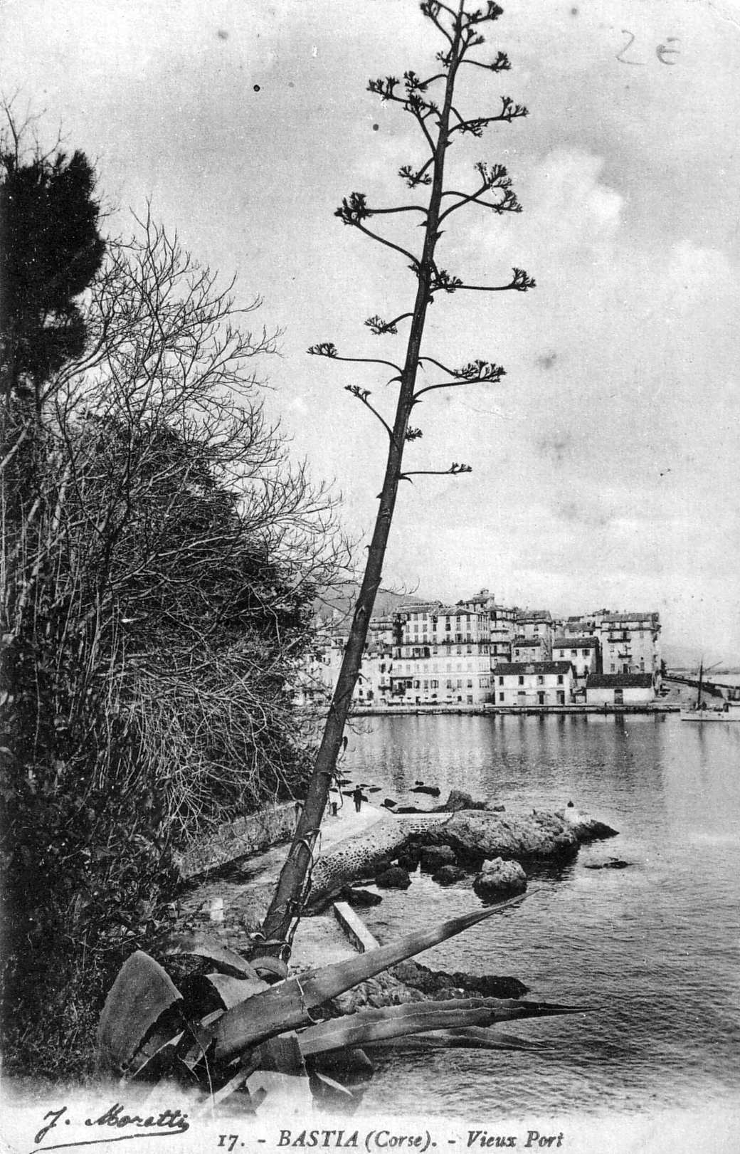 รูปถ่าย ฝรั่งเศส(France) คอร์สิคา(Corsica) โปสการ์ดเก่า(Old Postcards) บาสเทีย(Bastia) 1900-01 167