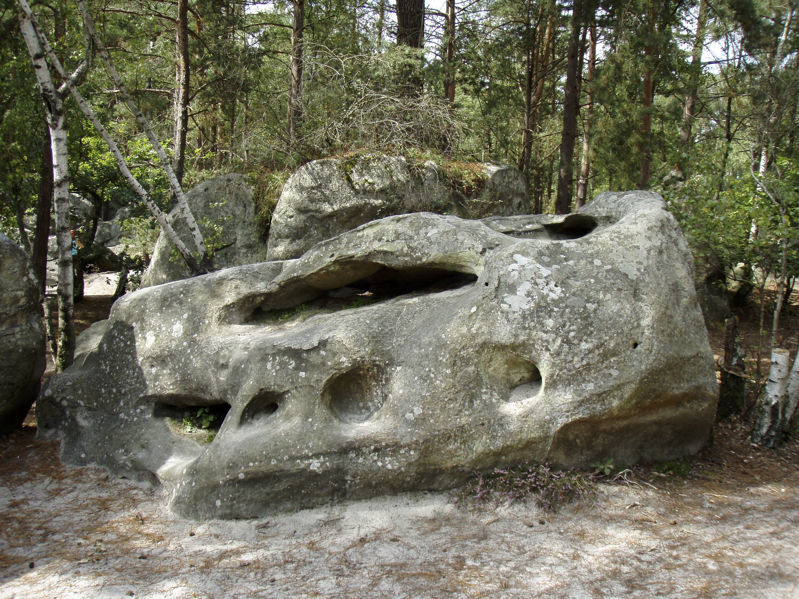 รูปถ่าย ฝรั่งเศส(France) ฟงเทนโบล(Fontainebleau) ทัวร์ป่า(Circuit des 25 bosses) 2007-08 51