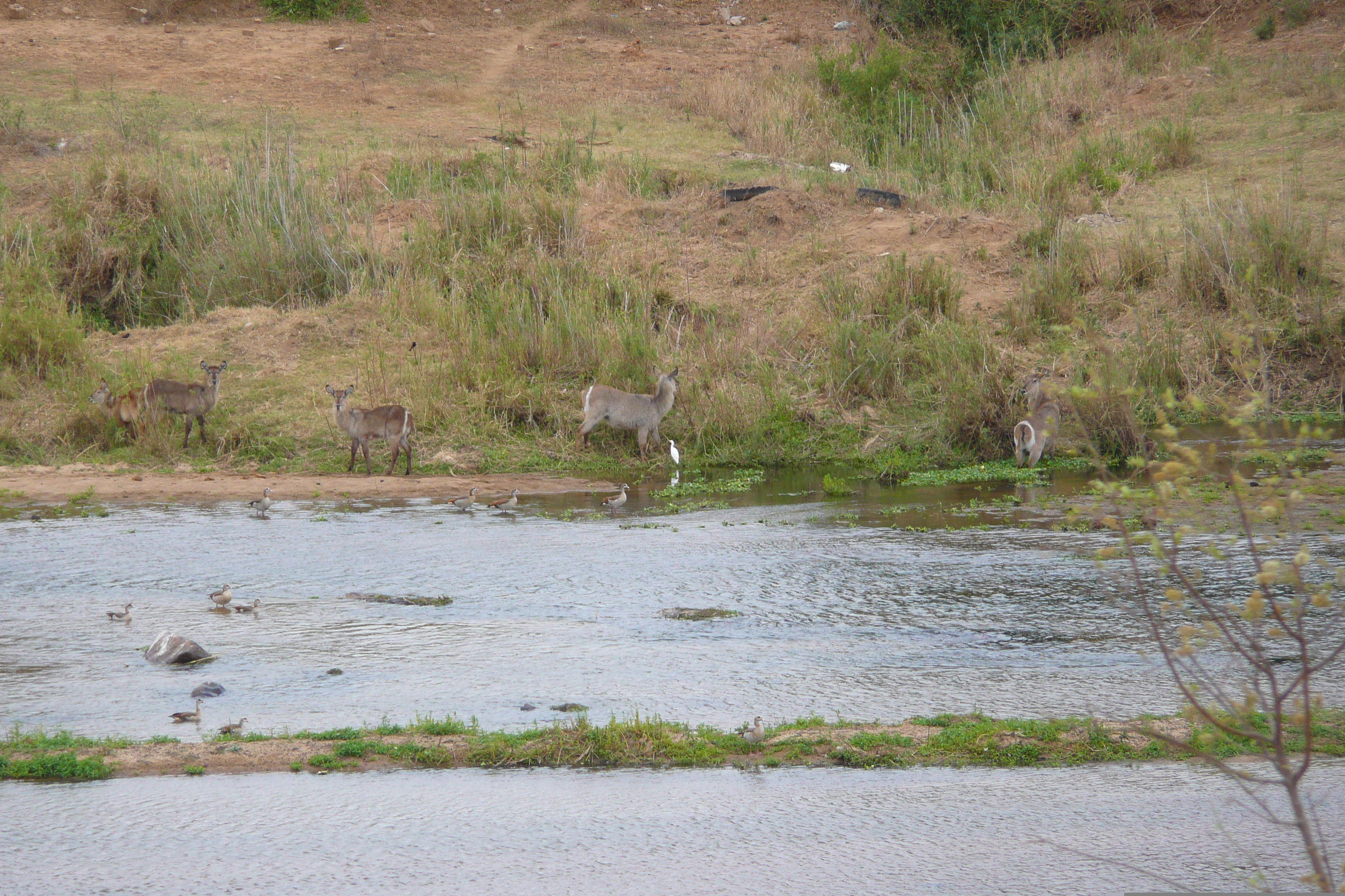 รูปถ่าย แอฟริกาใต้(South Africa) อุทยานแห่งชาติครูเกอร์(Kruger National Park) แม่น้ำครอกโคไดล์(Crocodile River) 2008-09 47