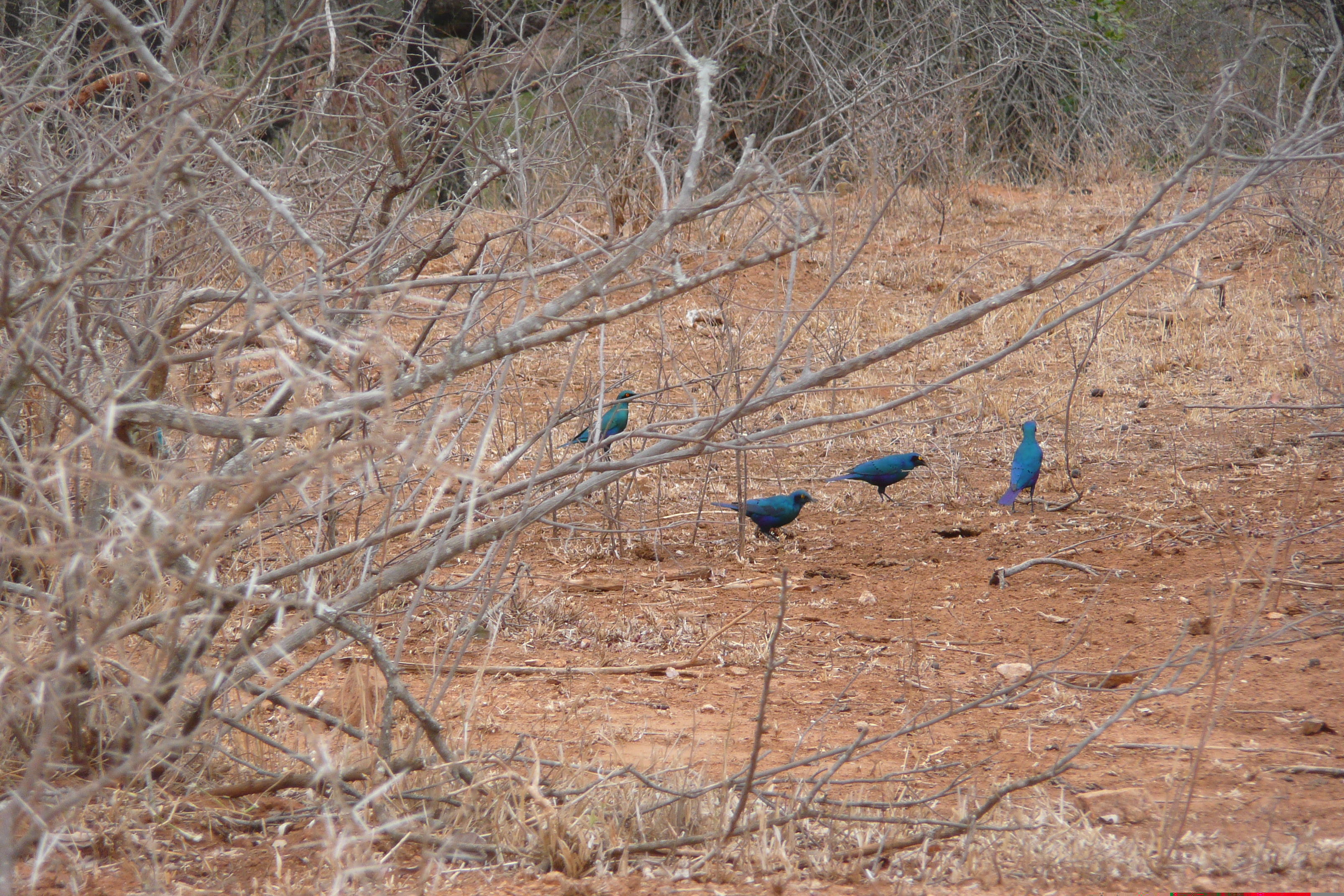 รูปถ่าย แอฟริกาใต้(South Africa) อุทยานแห่งชาติครูเกอร์(Kruger National Park) แม่น้ำครอกโคไดล์(Crocodile River) 2008-09 41