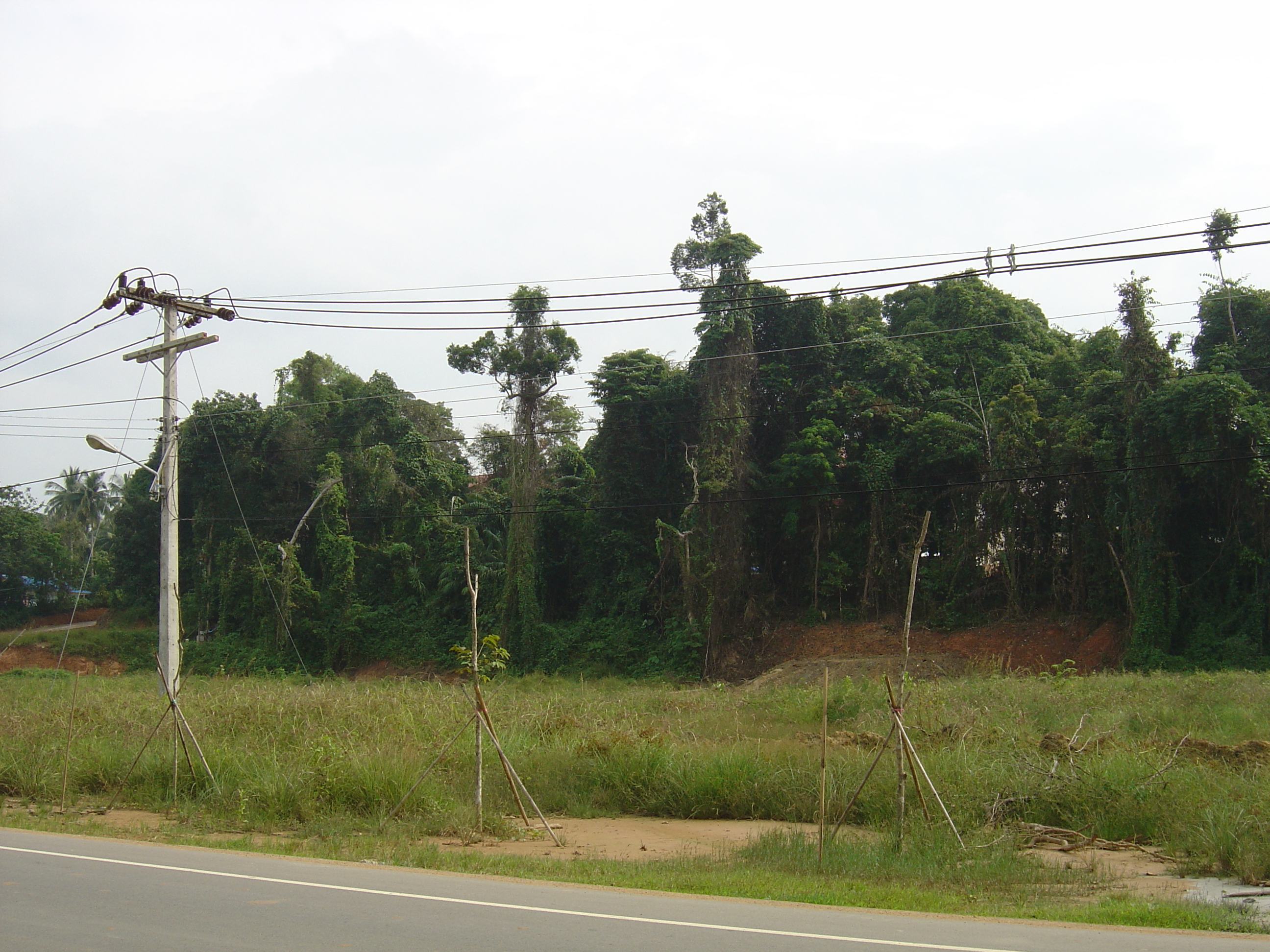 รูปถ่าย ไทย(Thailand) เขาหลัก(Khao Lak) หาดบางสัก(Bang Sak Beach) 2005-12 78