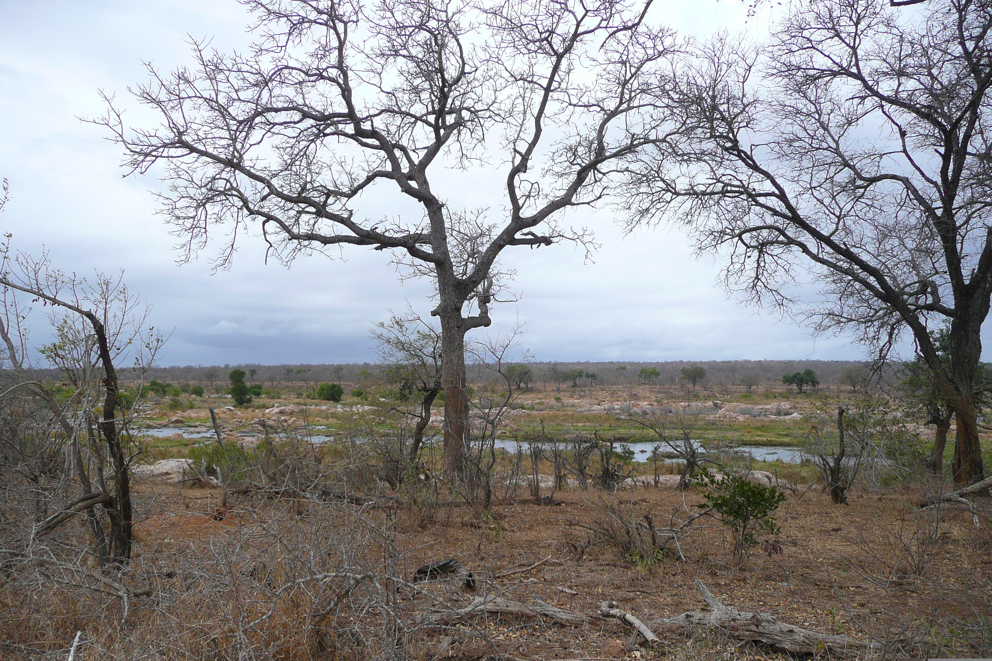 รูปถ่าย แอฟริกาใต้(South Africa) อุทยานแห่งชาติครูเกอร์(Kruger National Park) แม่น้ำครอกโคไดล์(Crocodile River) 2008-09 38
