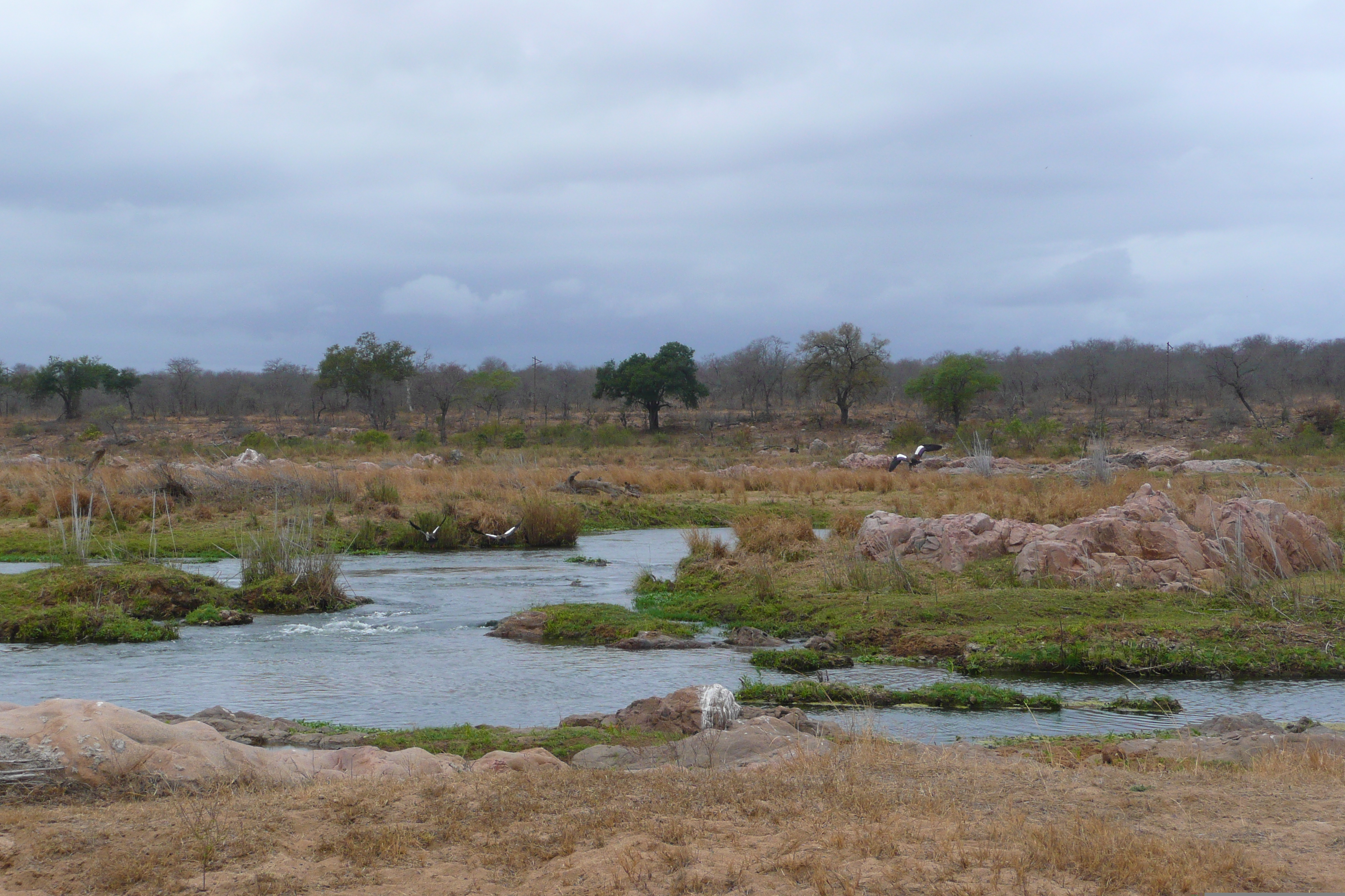 รูปถ่าย แอฟริกาใต้(South Africa) อุทยานแห่งชาติครูเกอร์(Kruger National Park) แม่น้ำครอกโคไดล์(Crocodile River) 2008-09 32
