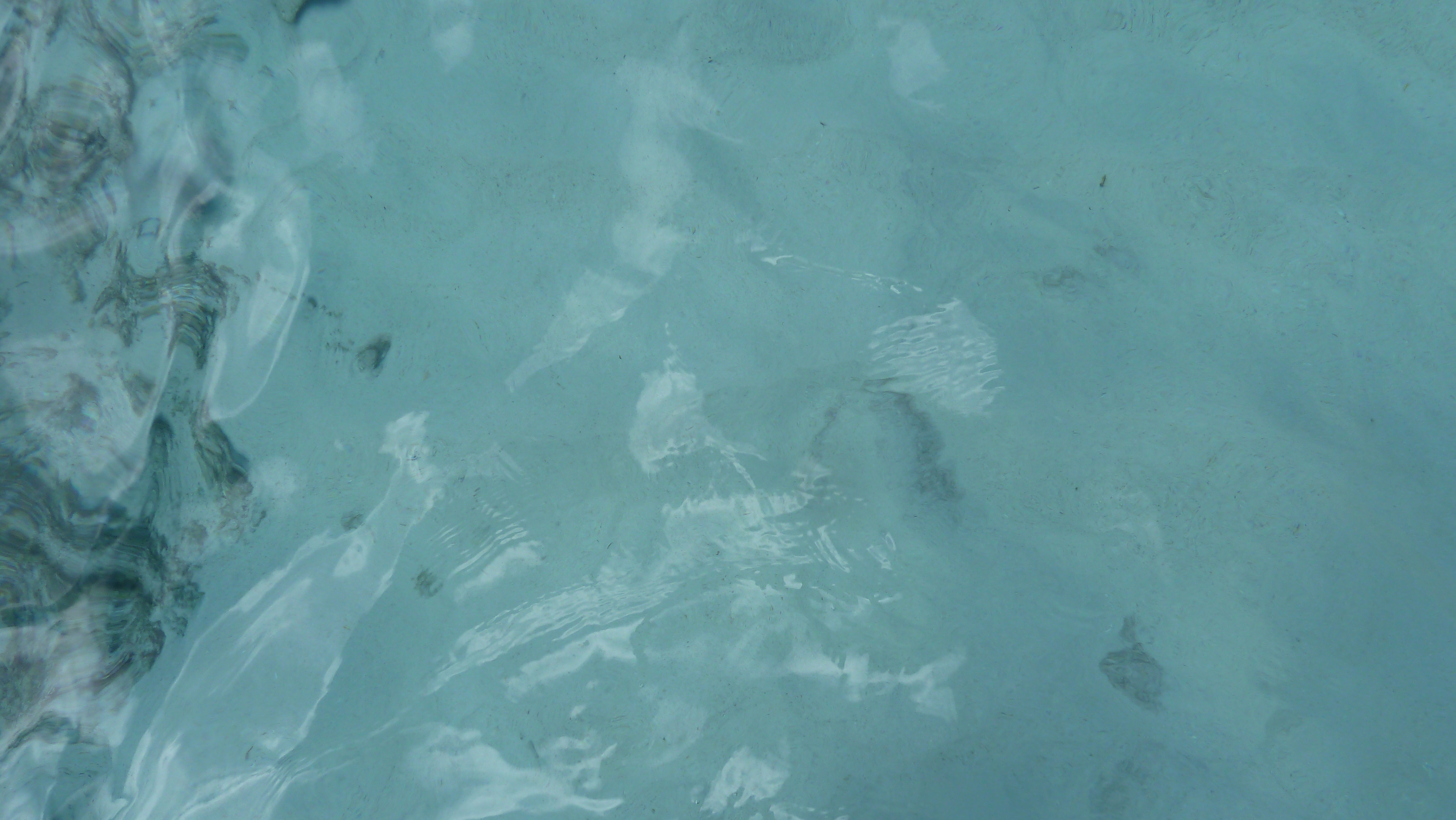 รูปถ่าย เซเชลส์(Seychelles) เกาะโกโก้(Coco Island) 2011-10 75