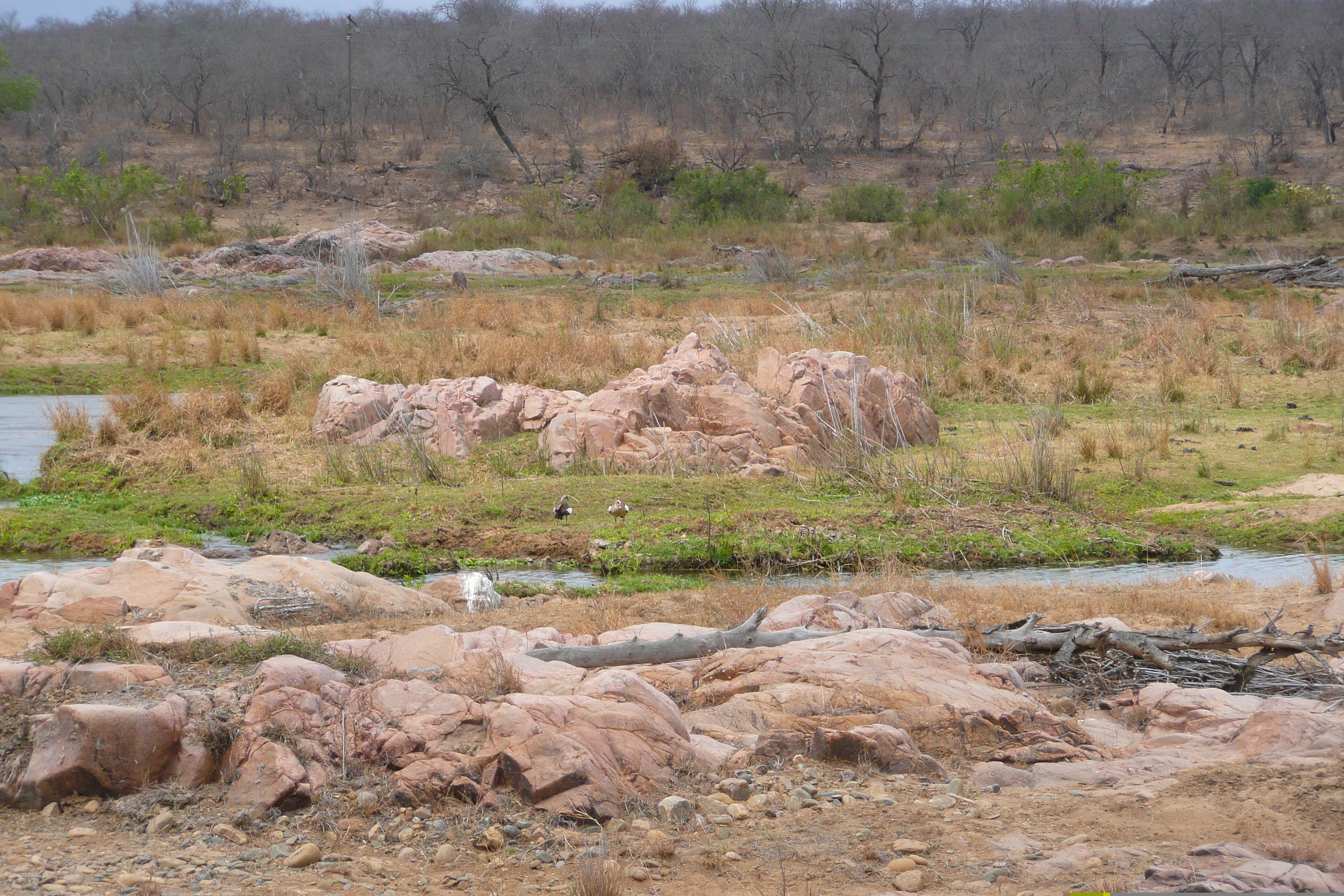 รูปถ่าย แอฟริกาใต้(South Africa) อุทยานแห่งชาติครูเกอร์(Kruger National Park) แม่น้ำครอกโคไดล์(Crocodile River) 2008-09 52