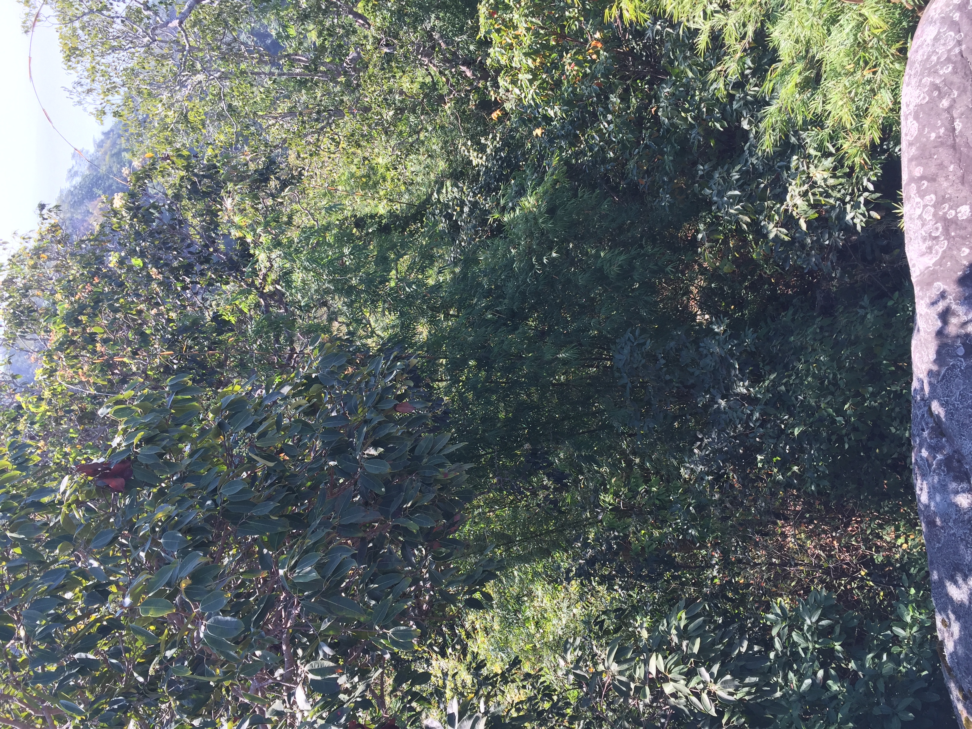 รูปถ่าย ไทย(Thailand) อุทยานแห่งชาติภูหินร่องกล้า(Phu Hin Rong Kla National Park) 2014-12 288