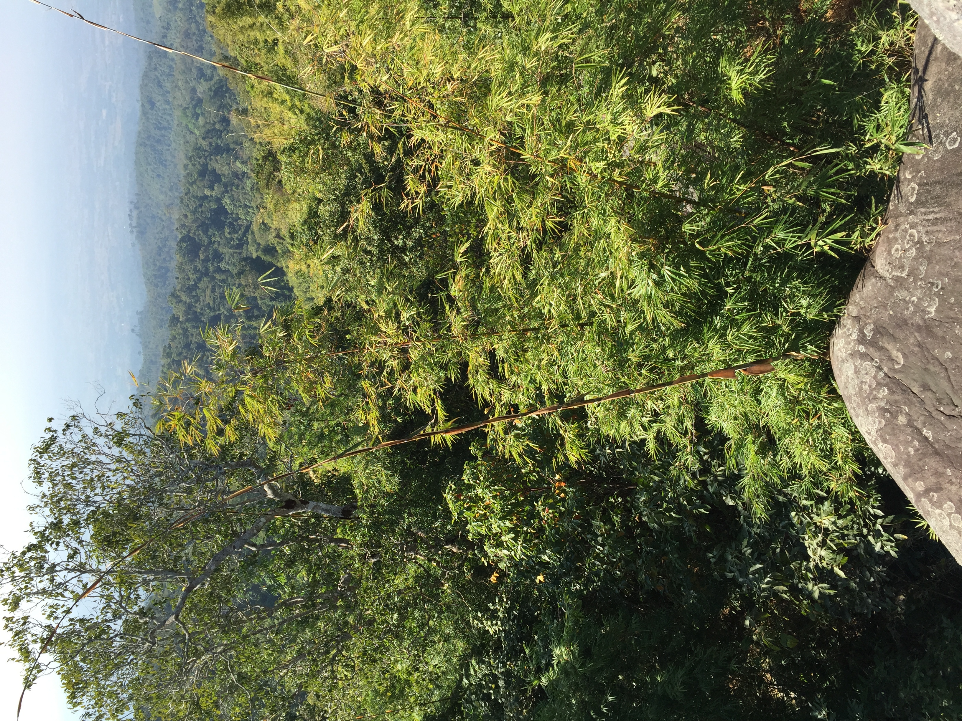 รูปถ่าย ไทย(Thailand) อุทยานแห่งชาติภูหินร่องกล้า(Phu Hin Rong Kla National Park) 2014-12 142