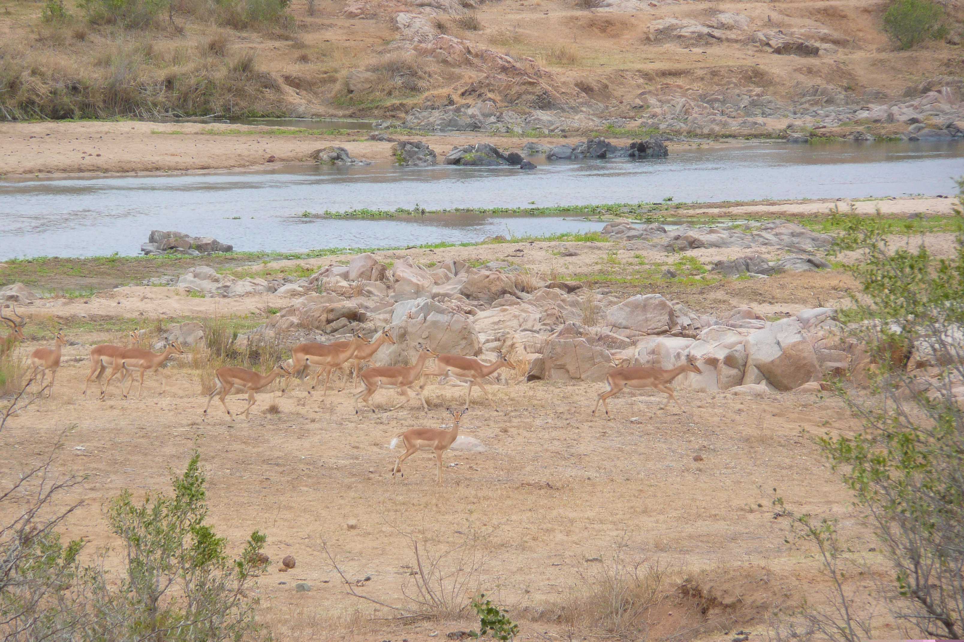 รูปถ่าย แอฟริกาใต้(South Africa) อุทยานแห่งชาติครูเกอร์(Kruger National Park) แม่น้ำครอกโคไดล์(Crocodile River) 2008-09 39