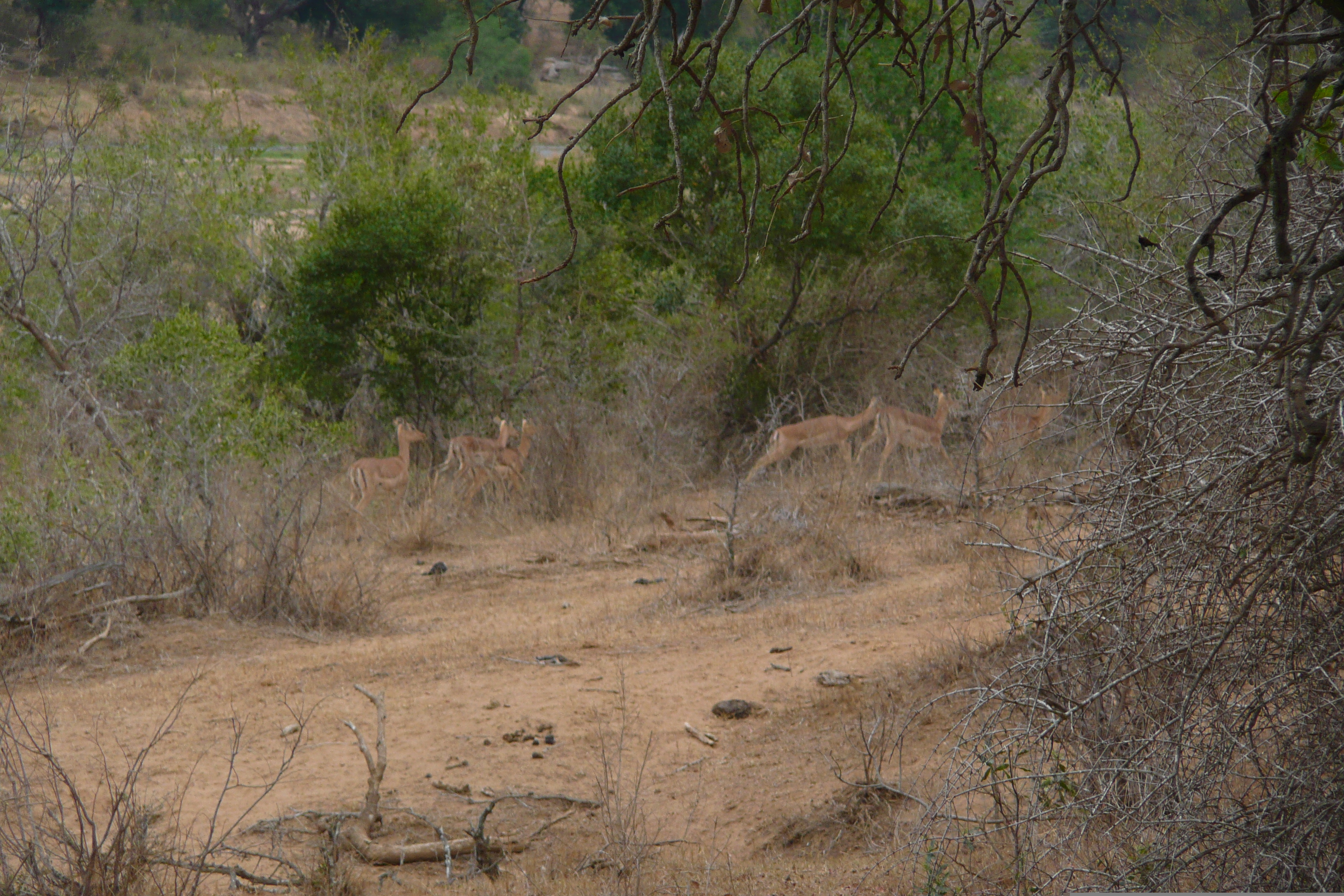 รูปถ่าย แอฟริกาใต้(South Africa) อุทยานแห่งชาติครูเกอร์(Kruger National Park) แม่น้ำครอกโคไดล์(Crocodile River) 2008-09 17