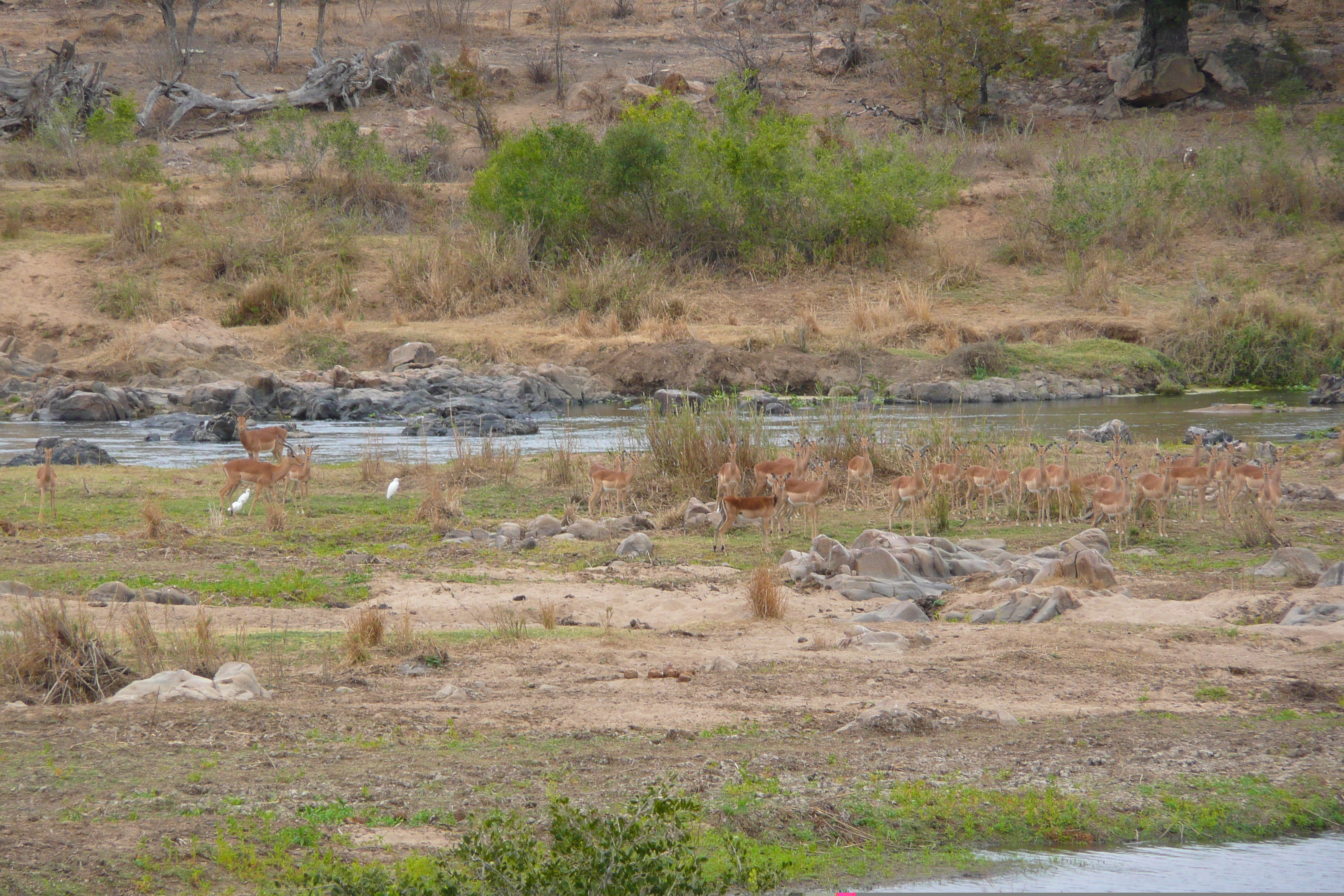 รูปถ่าย แอฟริกาใต้(South Africa) อุทยานแห่งชาติครูเกอร์(Kruger National Park) แม่น้ำครอกโคไดล์(Crocodile River) 2008-09 7