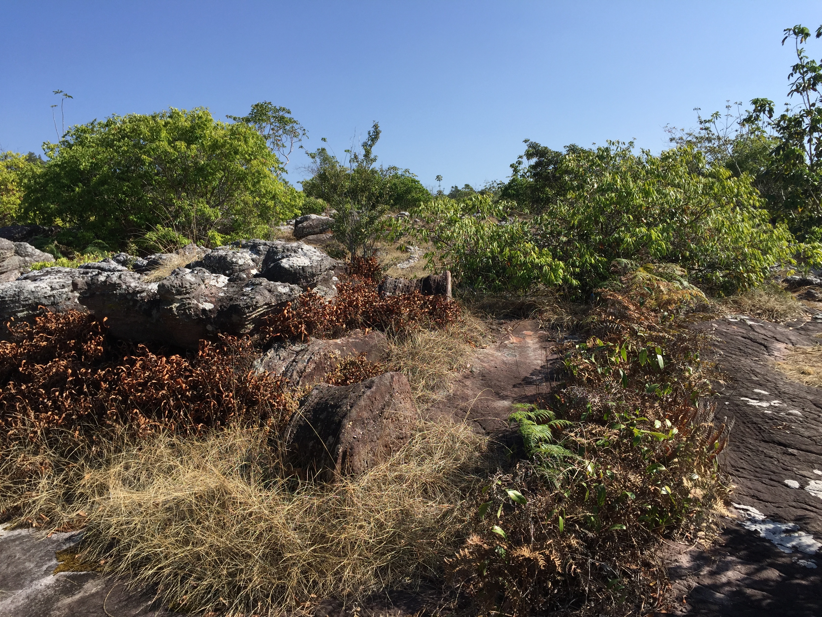 รูปถ่าย ไทย(Thailand) อุทยานแห่งชาติภูหินร่องกล้า(Phu Hin Rong Kla National Park) 2014-12 233