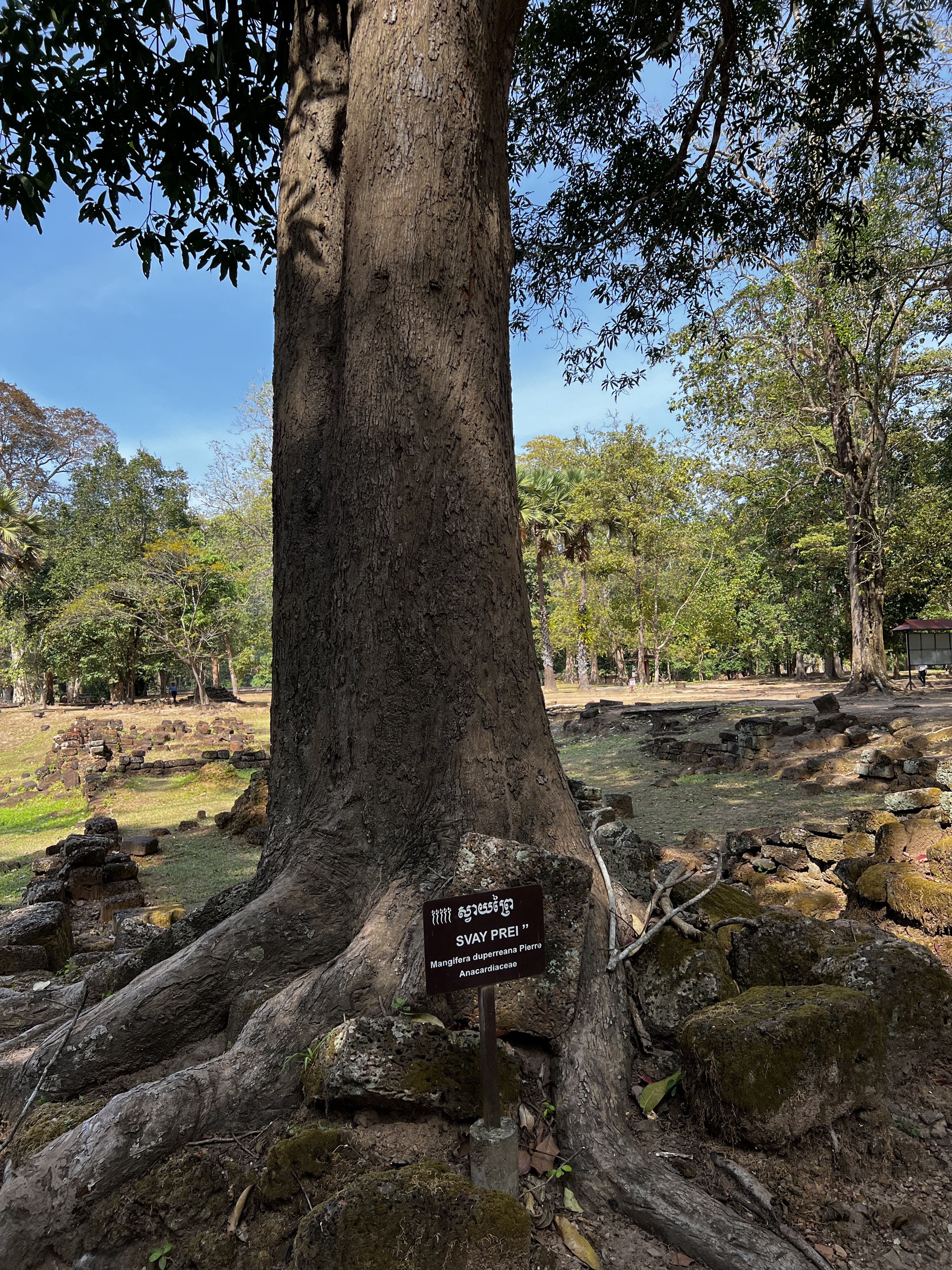 รูปถ่าย กัมพูชา(Cambodia) เสียมราฐ(Siem Reap) นครธม(Angkor Thom) 2023-01 81