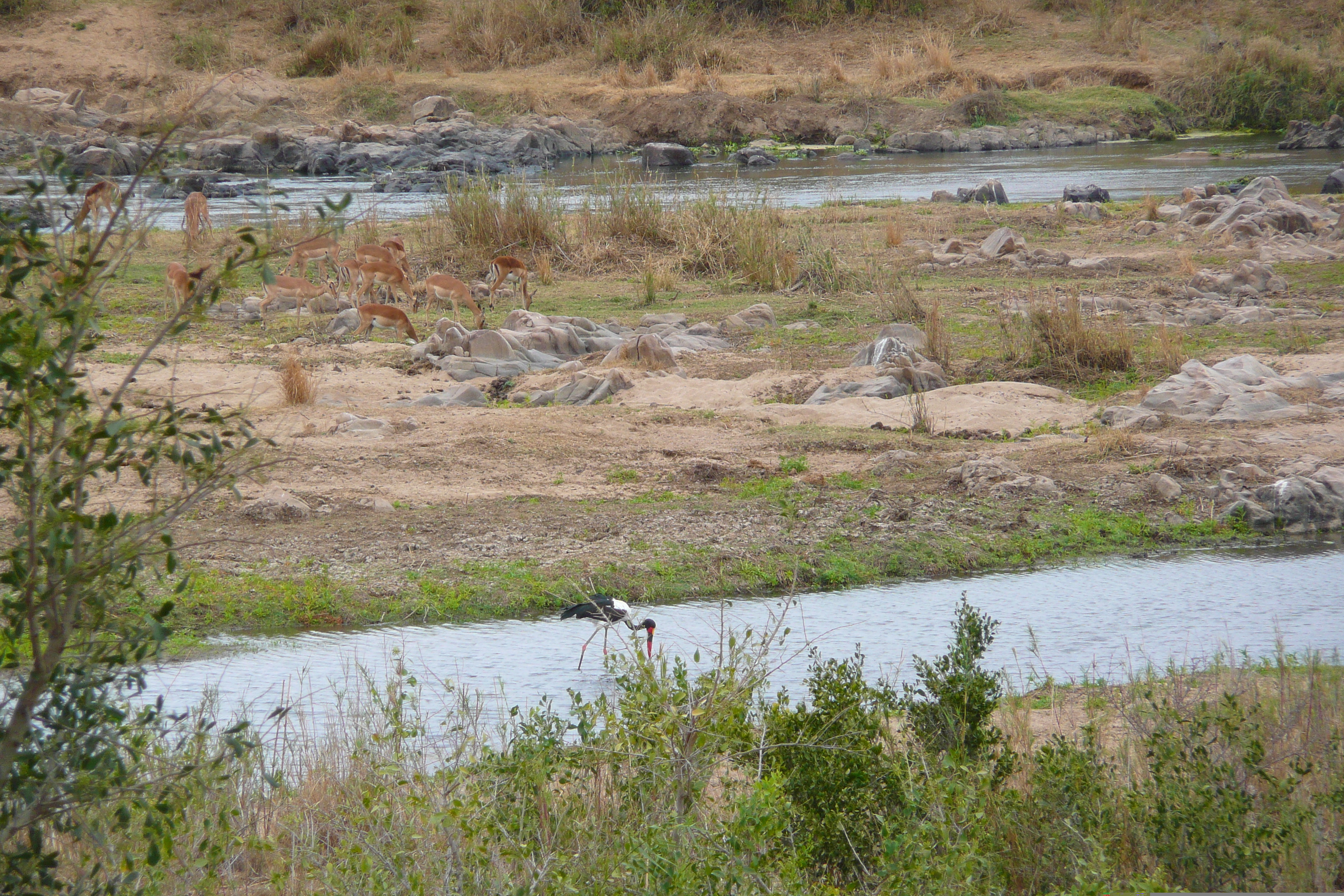 รูปถ่าย แอฟริกาใต้(South Africa) อุทยานแห่งชาติครูเกอร์(Kruger National Park) แม่น้ำครอกโคไดล์(Crocodile River) 2008-09 14
