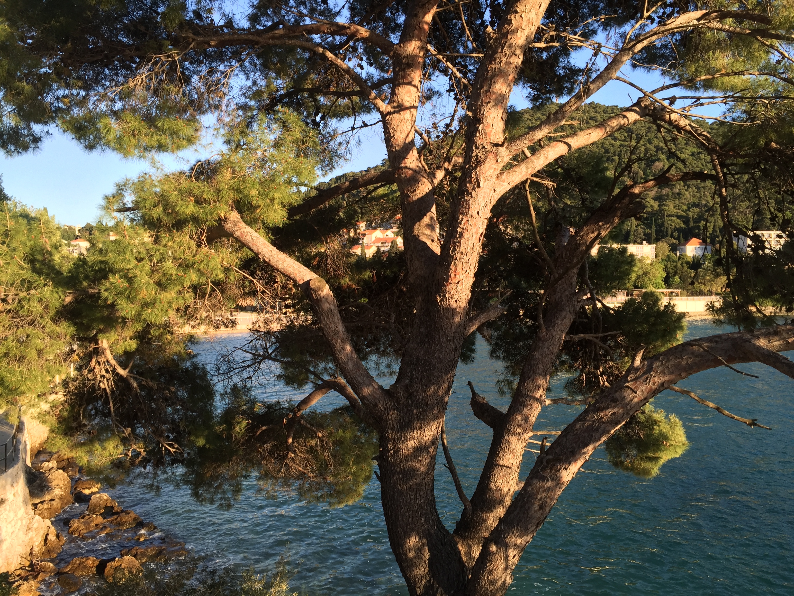 รูปถ่าย โครเอเชีย(Croatia) ดูบรอฟนิก(Dubrovnik) 2016-04 66