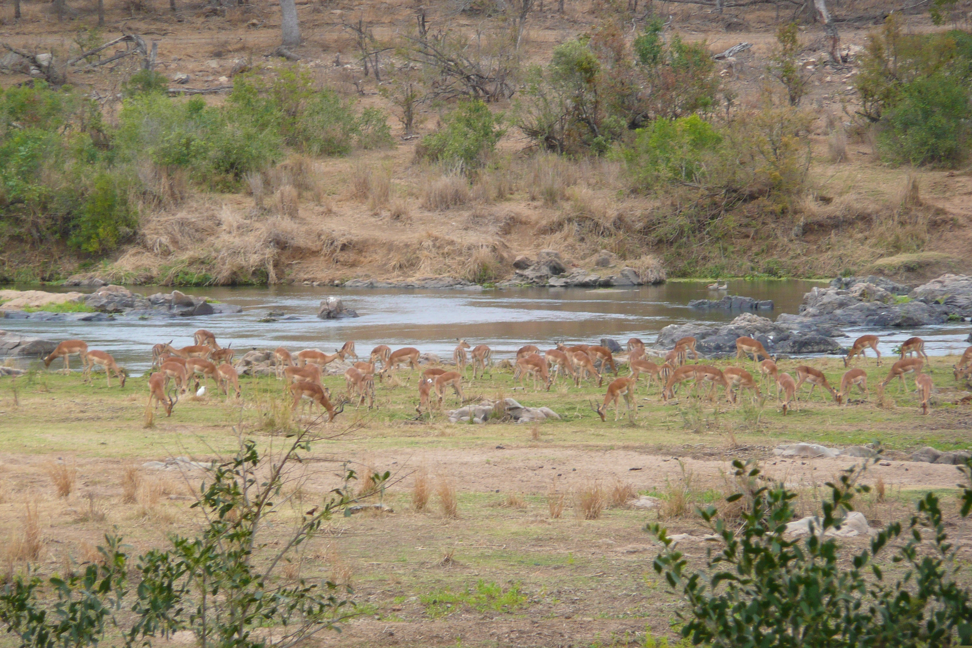 รูปถ่าย แอฟริกาใต้(South Africa) อุทยานแห่งชาติครูเกอร์(Kruger National Park) แม่น้ำครอกโคไดล์(Crocodile River) 2008-09 68