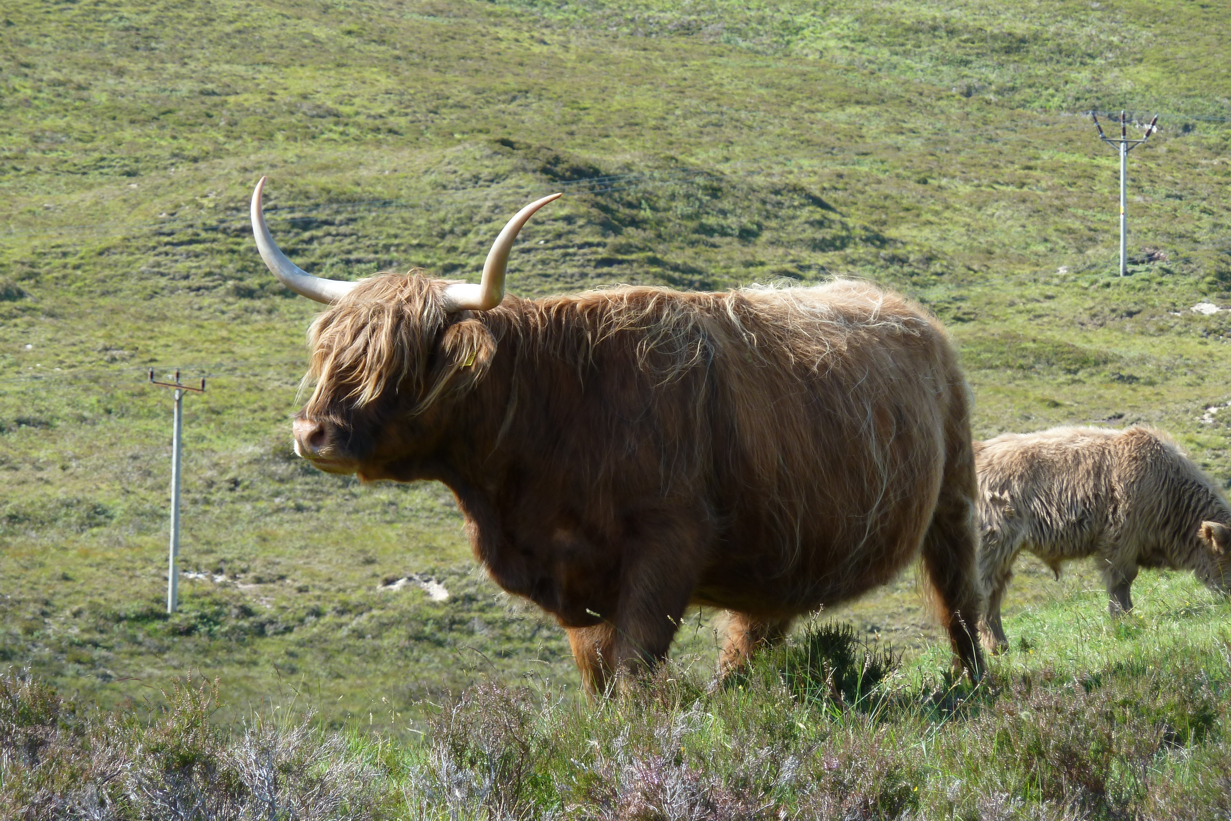 รูปถ่าย อังกฤษ(United Kingdom) เกาะสกาย(Skye) เทือกเขาคูลิน(The Cuillin) 2011-07 101