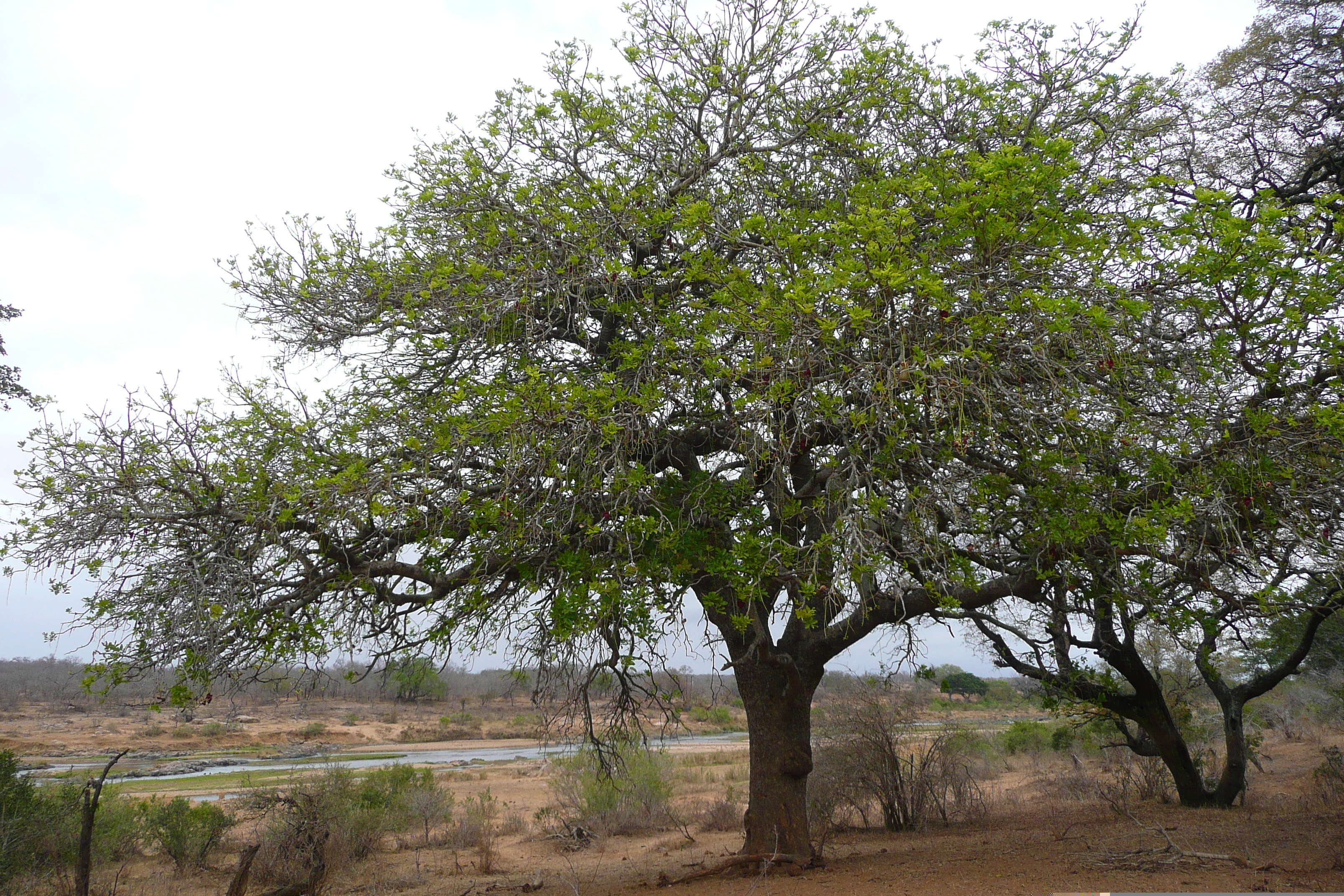 รูปถ่าย แอฟริกาใต้(South Africa) อุทยานแห่งชาติครูเกอร์(Kruger National Park) แม่น้ำครอกโคไดล์(Crocodile River) 2008-09 66