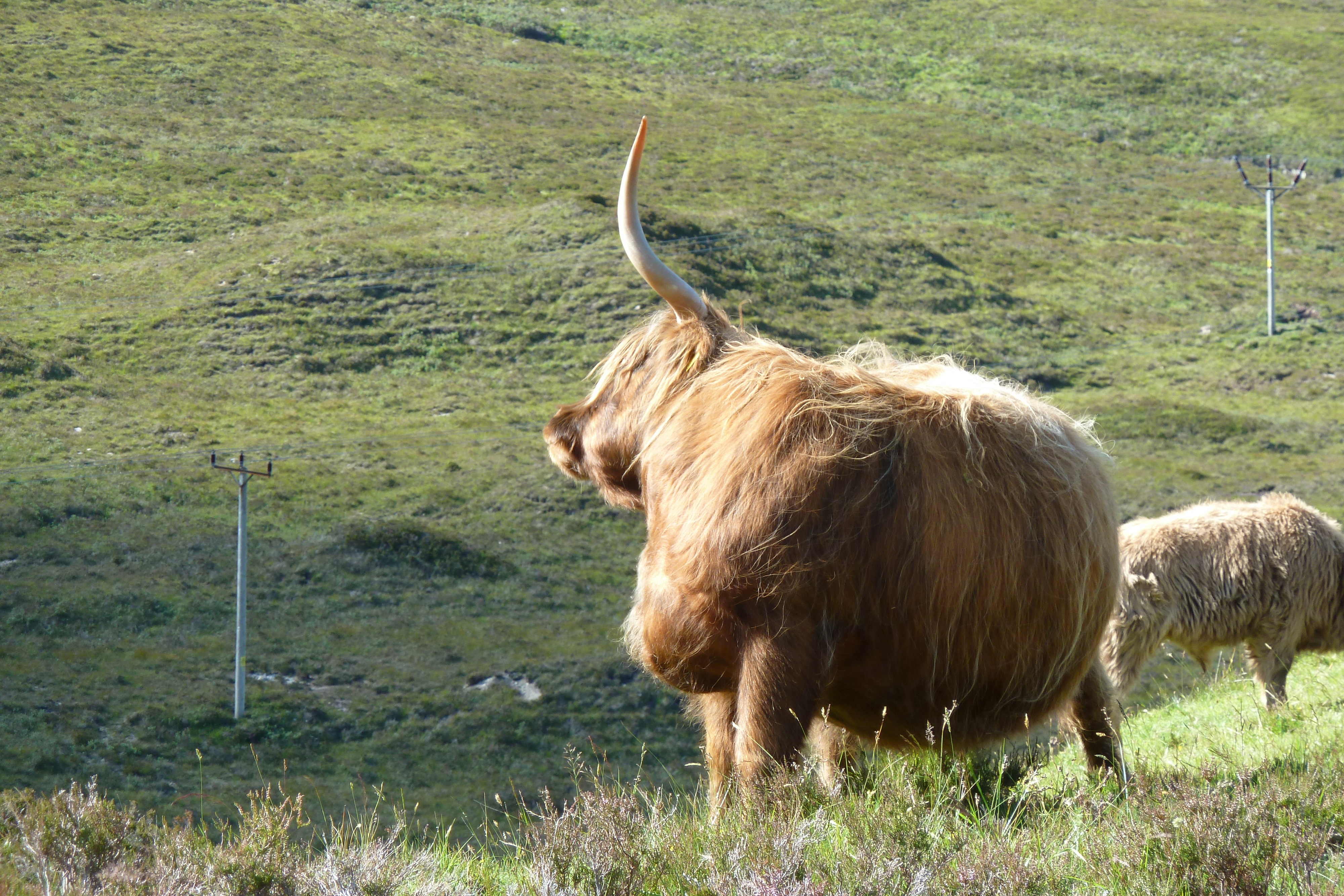 รูปถ่าย อังกฤษ(United Kingdom) เกาะสกาย(Skye) เทือกเขาคูลิน(The Cuillin) 2011-07 90