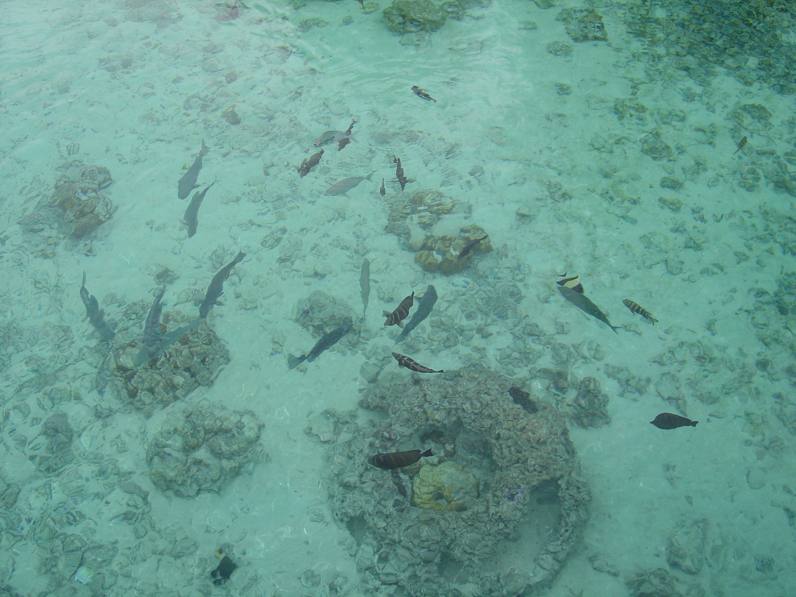 รูปถ่าย เฟรนช์โพลี่นีเซีย(Polynesia) โรงแรมเลอเมอริเดียน โบราโบรา(Meridien Bora Bora Hotel) 2006-04 24