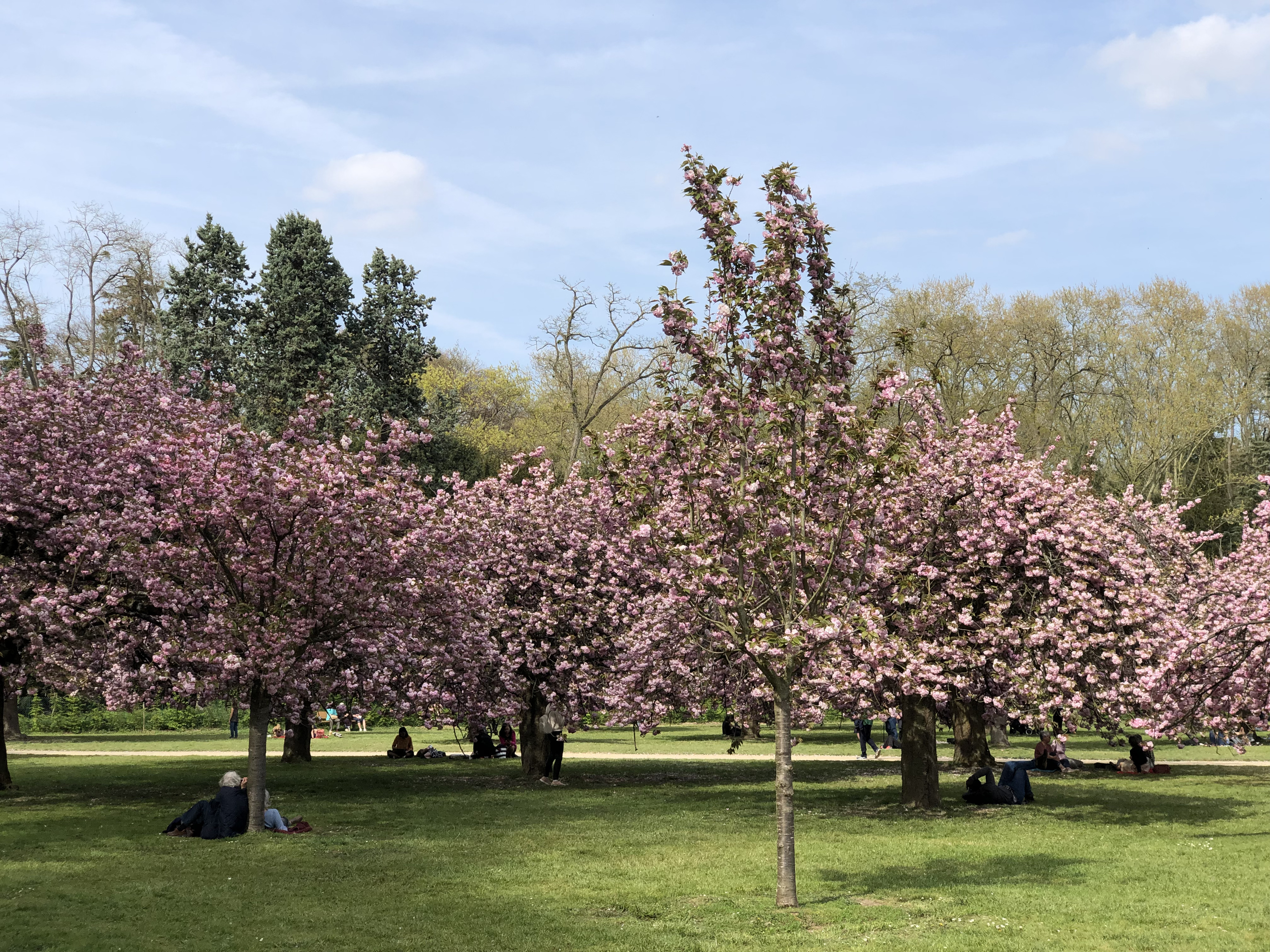 รูปถ่าย ฝรั่งเศส(France) สวนโซ(Parc de Sceaux) 2019-04 0