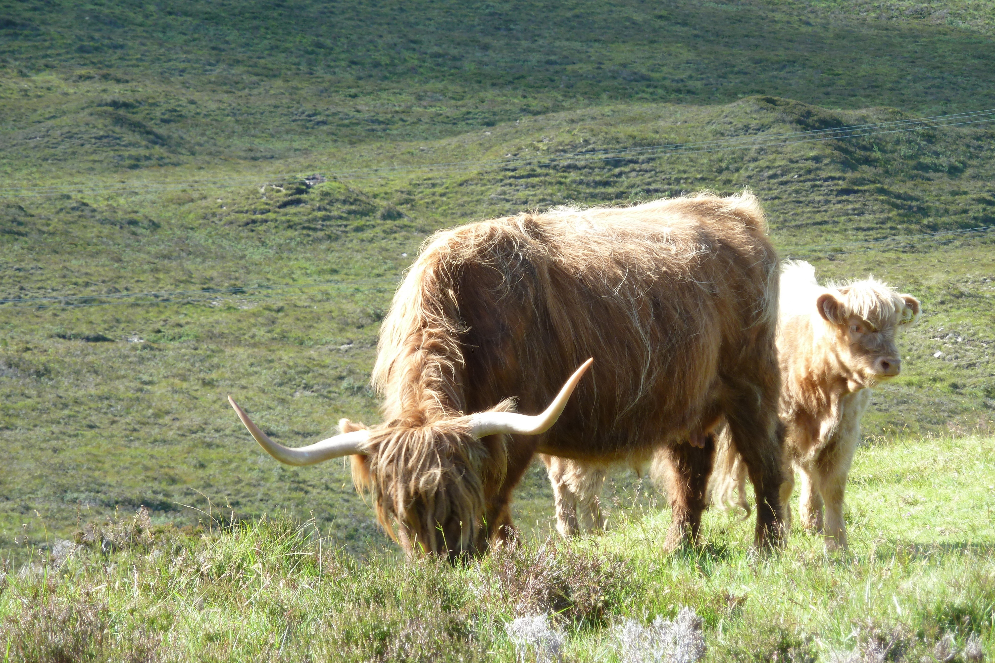 รูปถ่าย อังกฤษ(United Kingdom) เกาะสกาย(Skye) เทือกเขาคูลิน(The Cuillin) 2011-07 65
