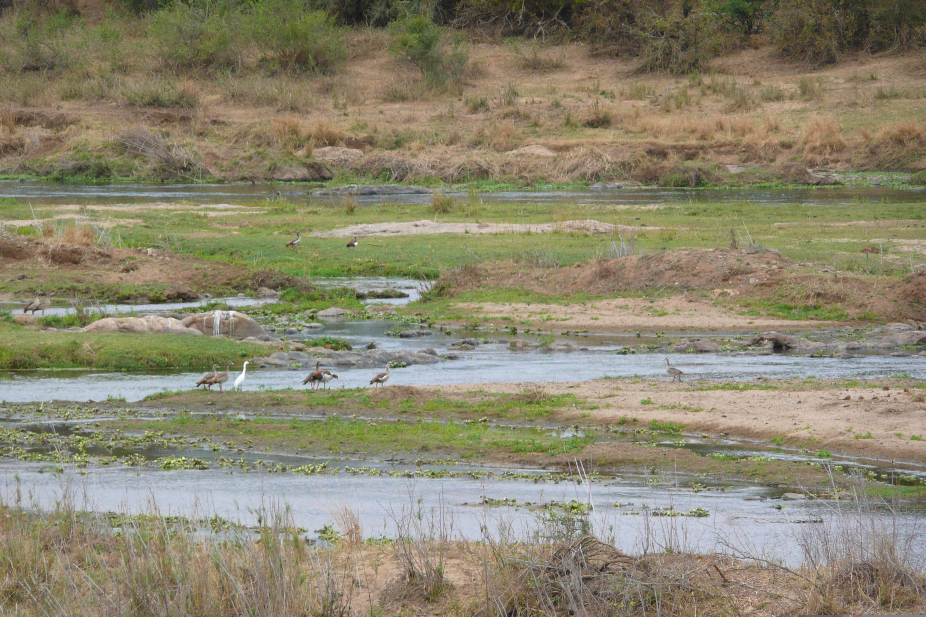 รูปถ่าย แอฟริกาใต้(South Africa) อุทยานแห่งชาติครูเกอร์(Kruger National Park) แม่น้ำครอกโคไดล์(Crocodile River) 2008-09 59