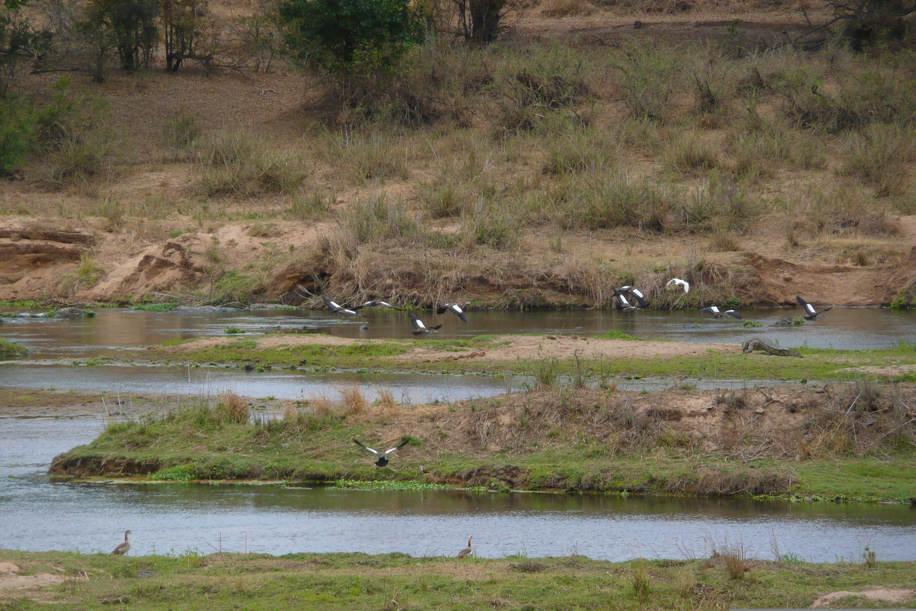 รูปถ่าย แอฟริกาใต้(South Africa) อุทยานแห่งชาติครูเกอร์(Kruger National Park) แม่น้ำครอกโคไดล์(Crocodile River) 2008-09 55