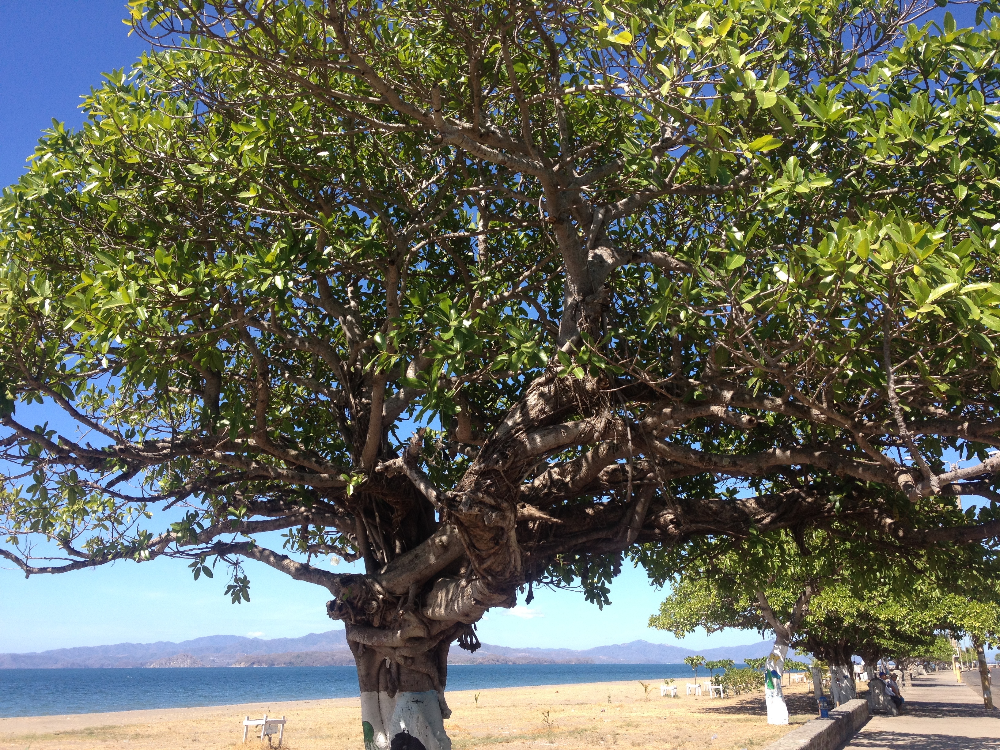 รูปถ่าย คอสตาริกา(Costa Rica) ปุนตาเรนัส(Puntarenas) 2015-03 90