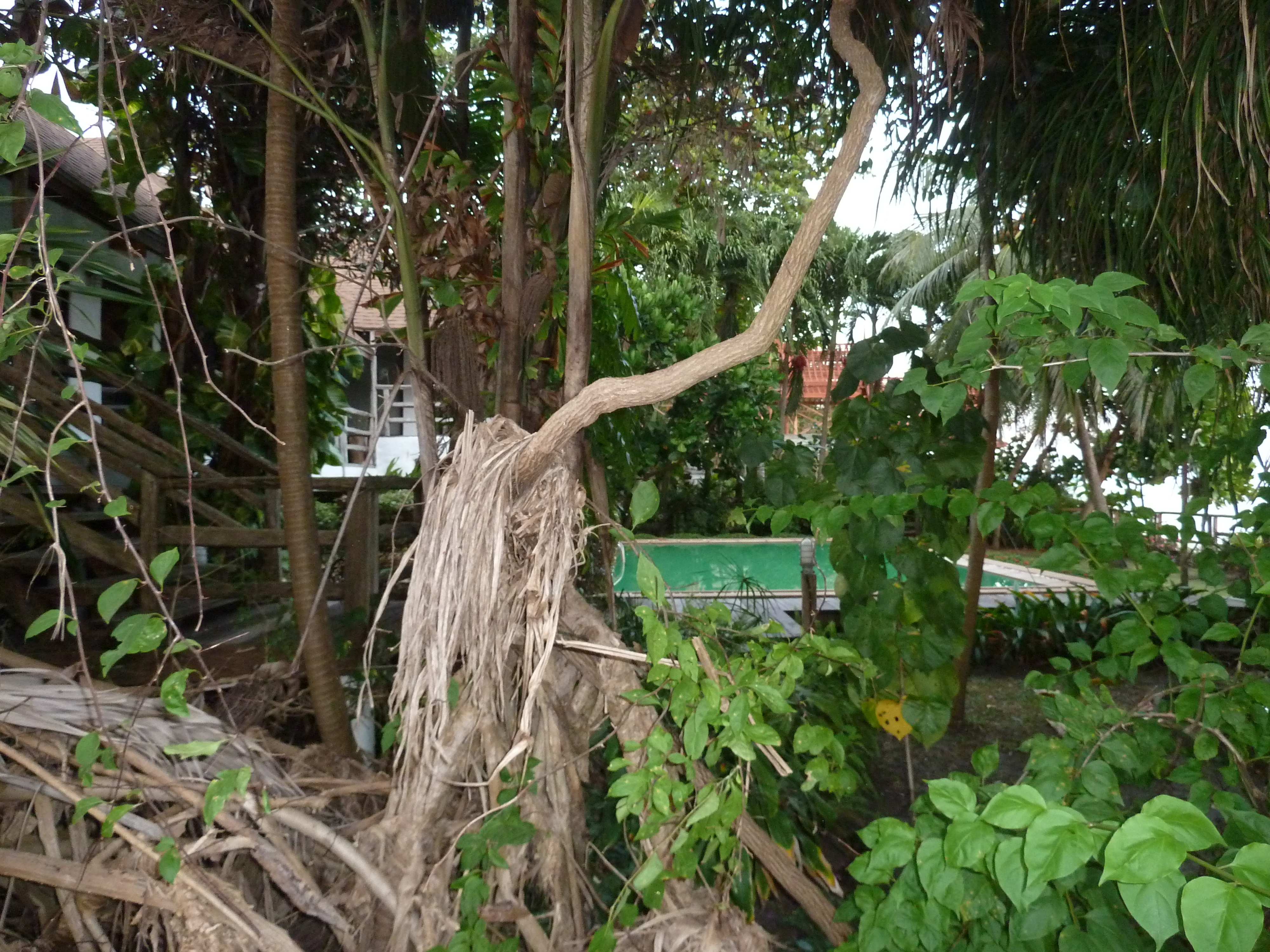 รูปถ่าย ไทย(Thailand) ระยอง(Rayong) 2011-12 30