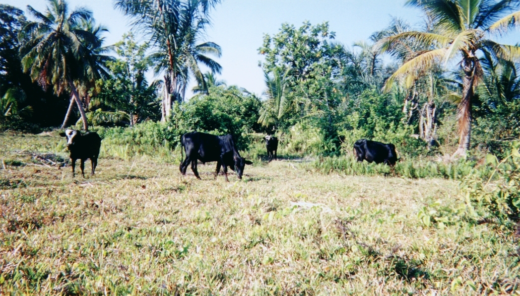 รูปถ่าย มาดากัสการ์(Madagascar) 1999-10 28