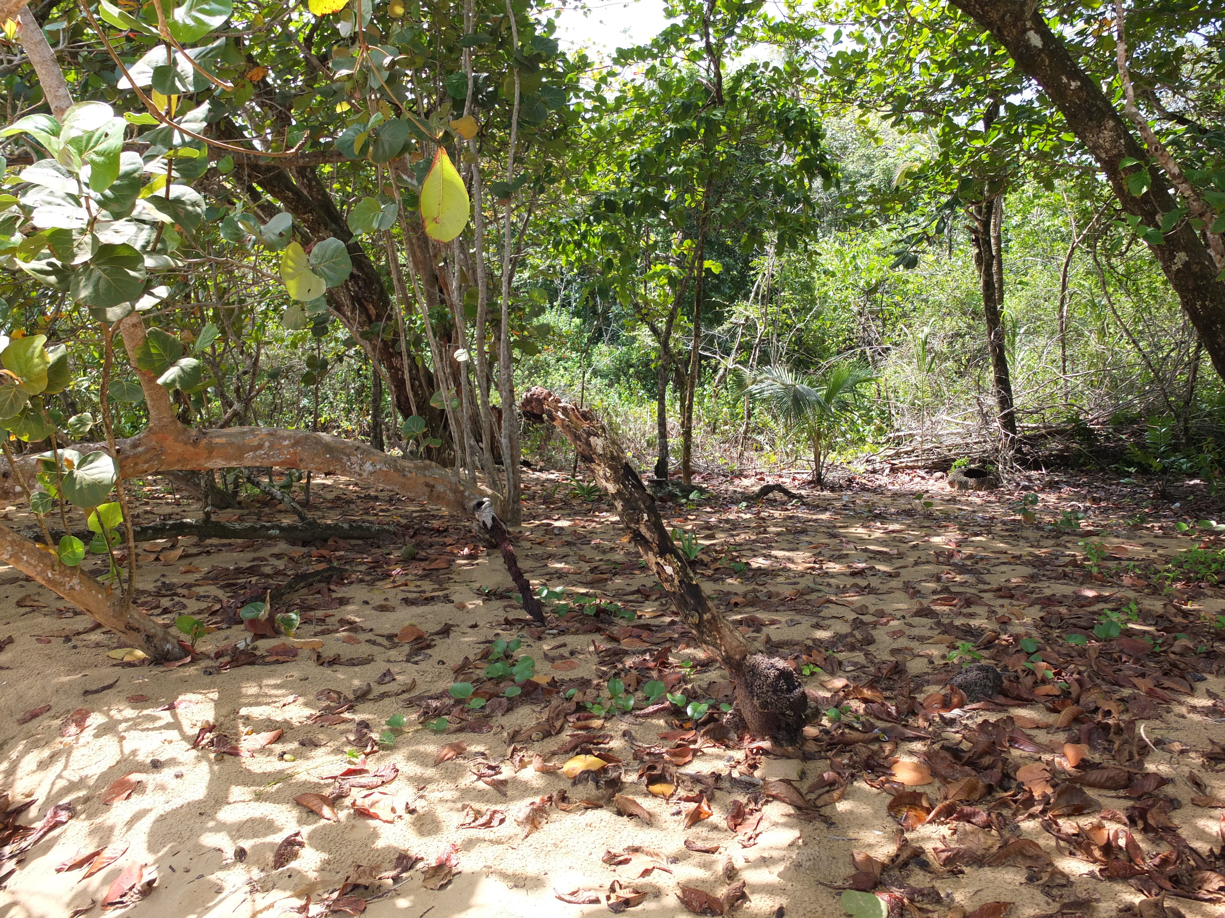 รูปถ่าย ปานามา(Panama) เกาะบาสติเมนโตส(Bastimentos) 2015-03 82