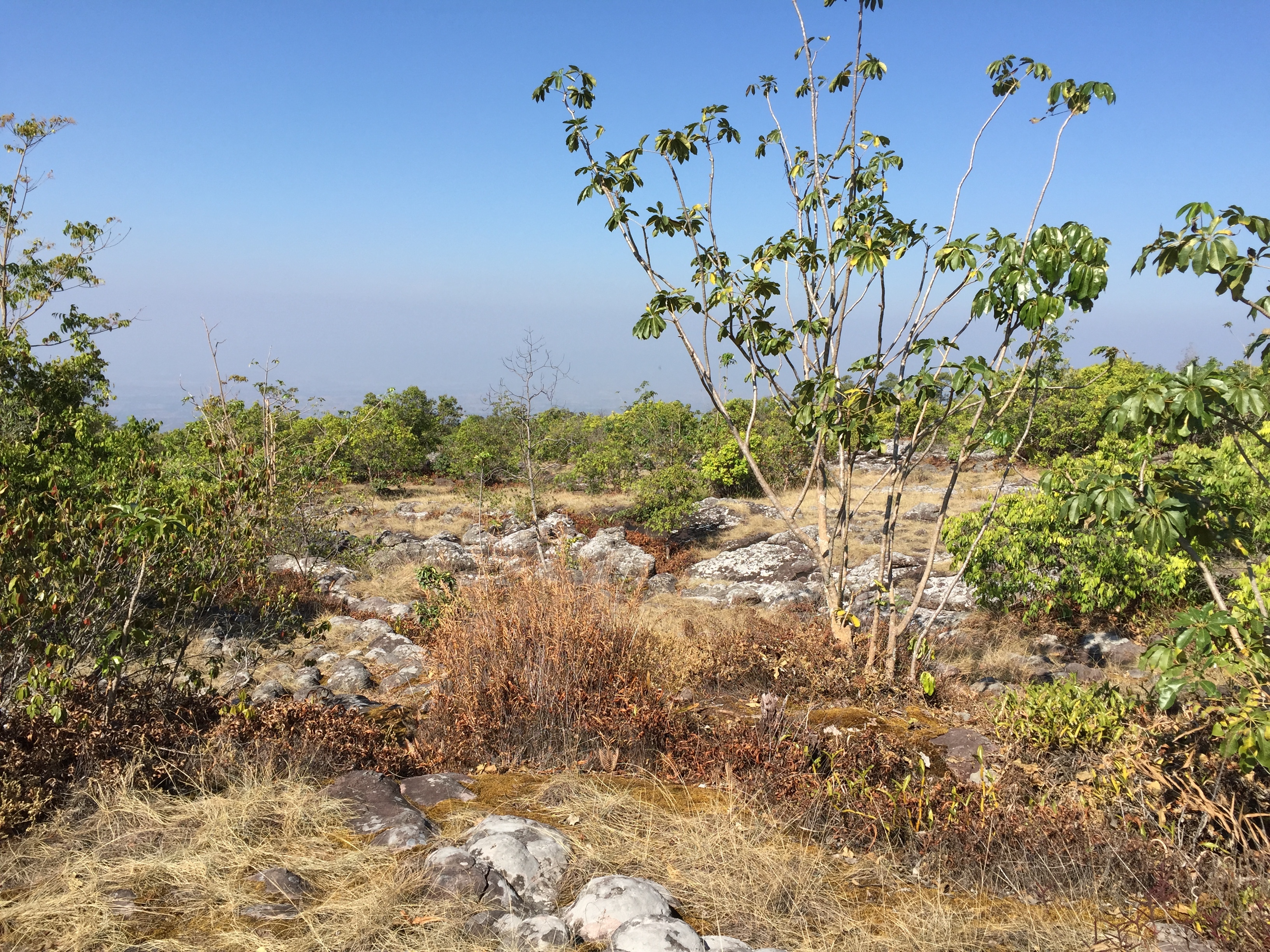 รูปถ่าย ไทย(Thailand) อุทยานแห่งชาติภูหินร่องกล้า(Phu Hin Rong Kla National Park) 2014-12 101