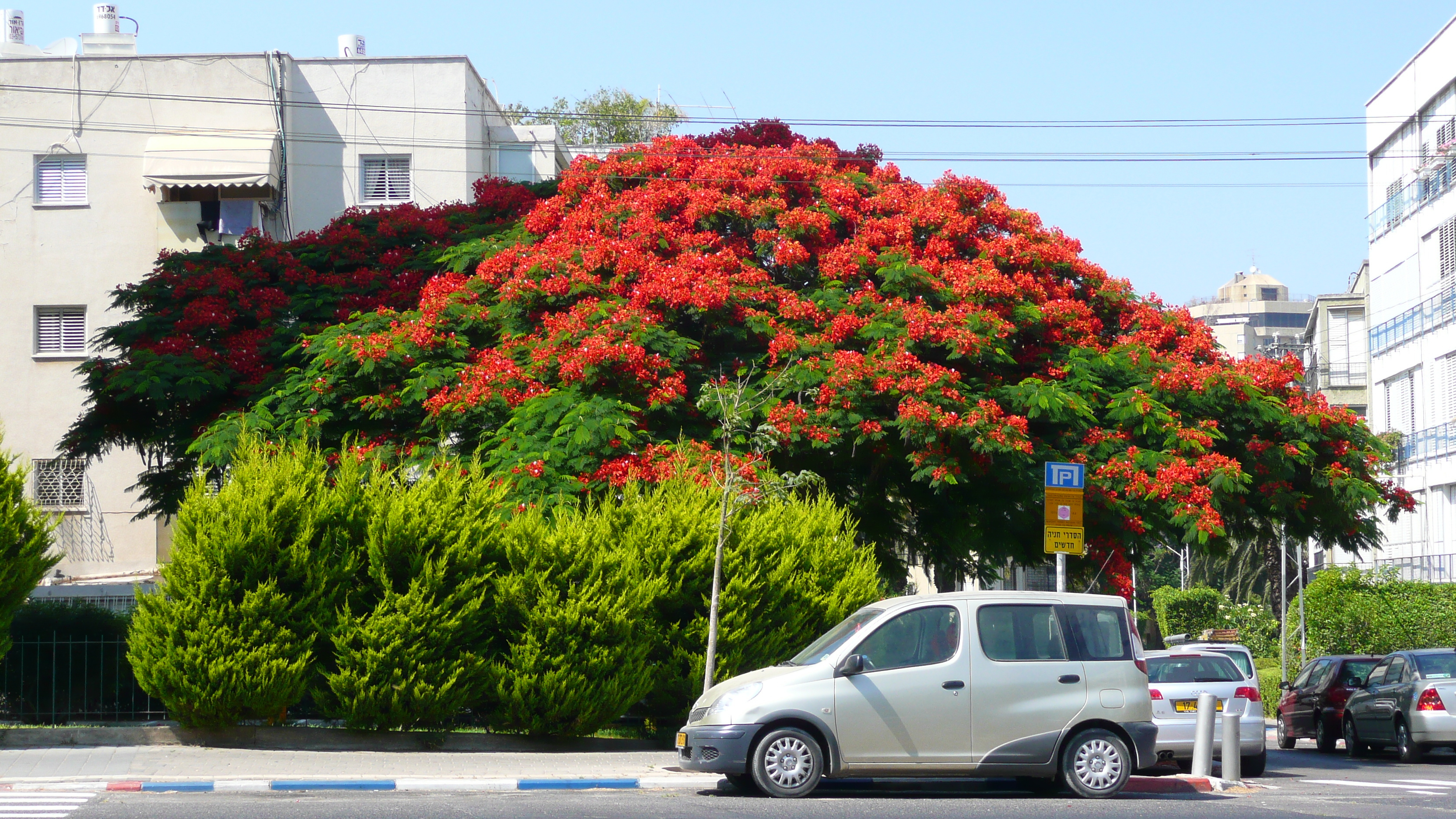 รูปถ่าย อิสราเอล(Israel) เทลอาวีฟ(Tel Aviv) ถนนจาบอตินสกี(Jabotinsky Street) 2007-06 6