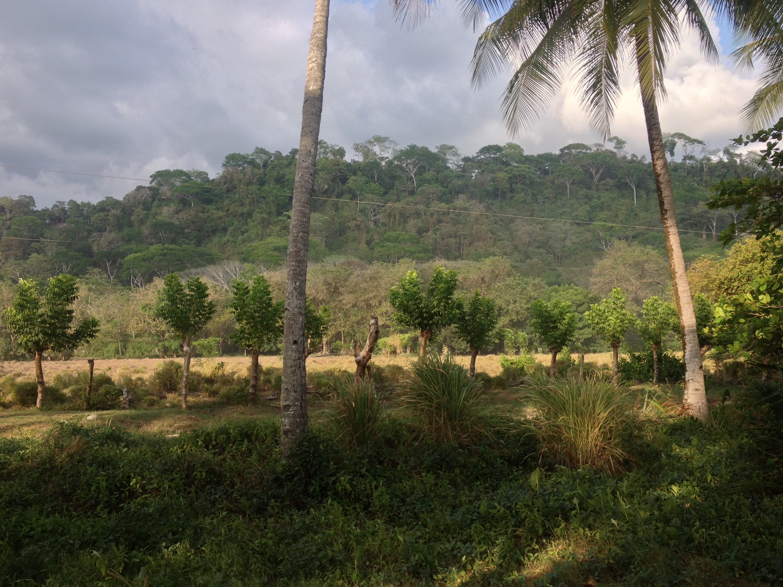 รูปถ่าย คอสตาริกา(Costa Rica) โดมินิกัล(Dominical) 2015-03 96